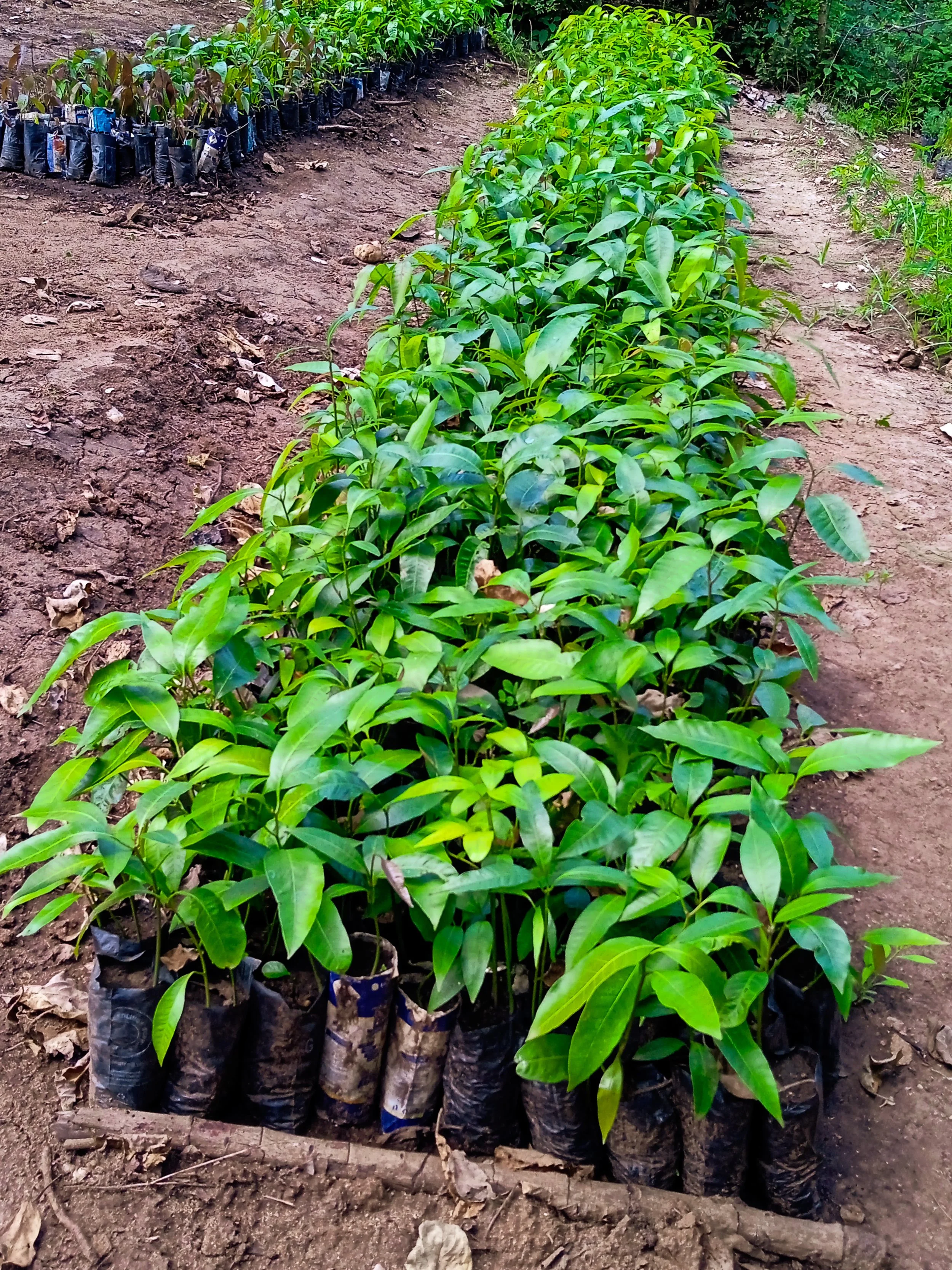 Our mission to replenish Kitui County — International Tree Foundation