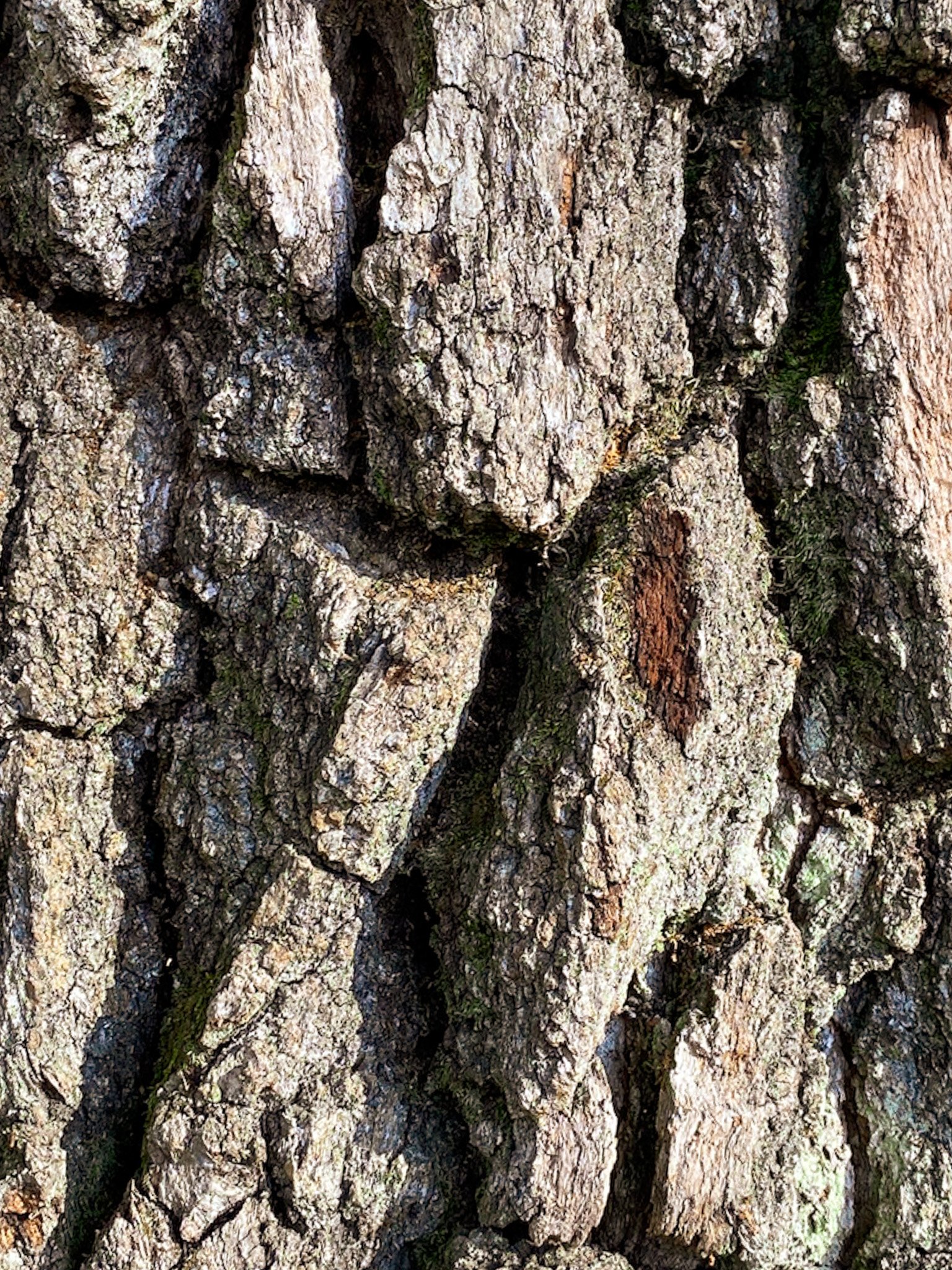 Deeply fissured oak bark