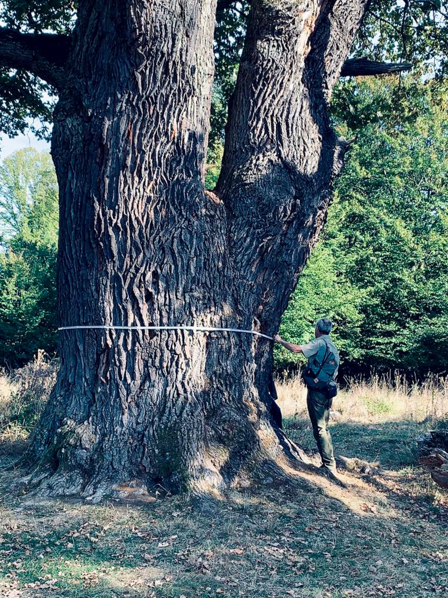 'Grandfather of Breite' oak tree