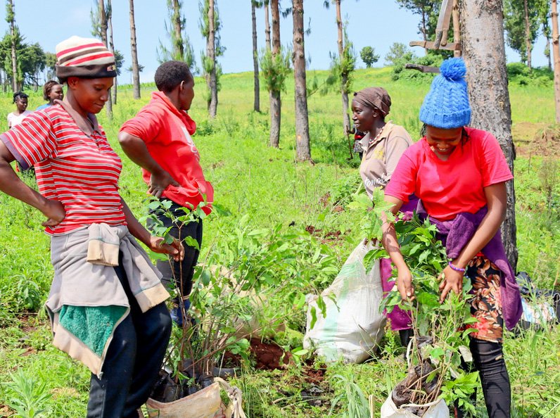 2 - Dundori Forest - Wezesha - Kenya - 2023 Women transporting trees to tree planting site.jpg