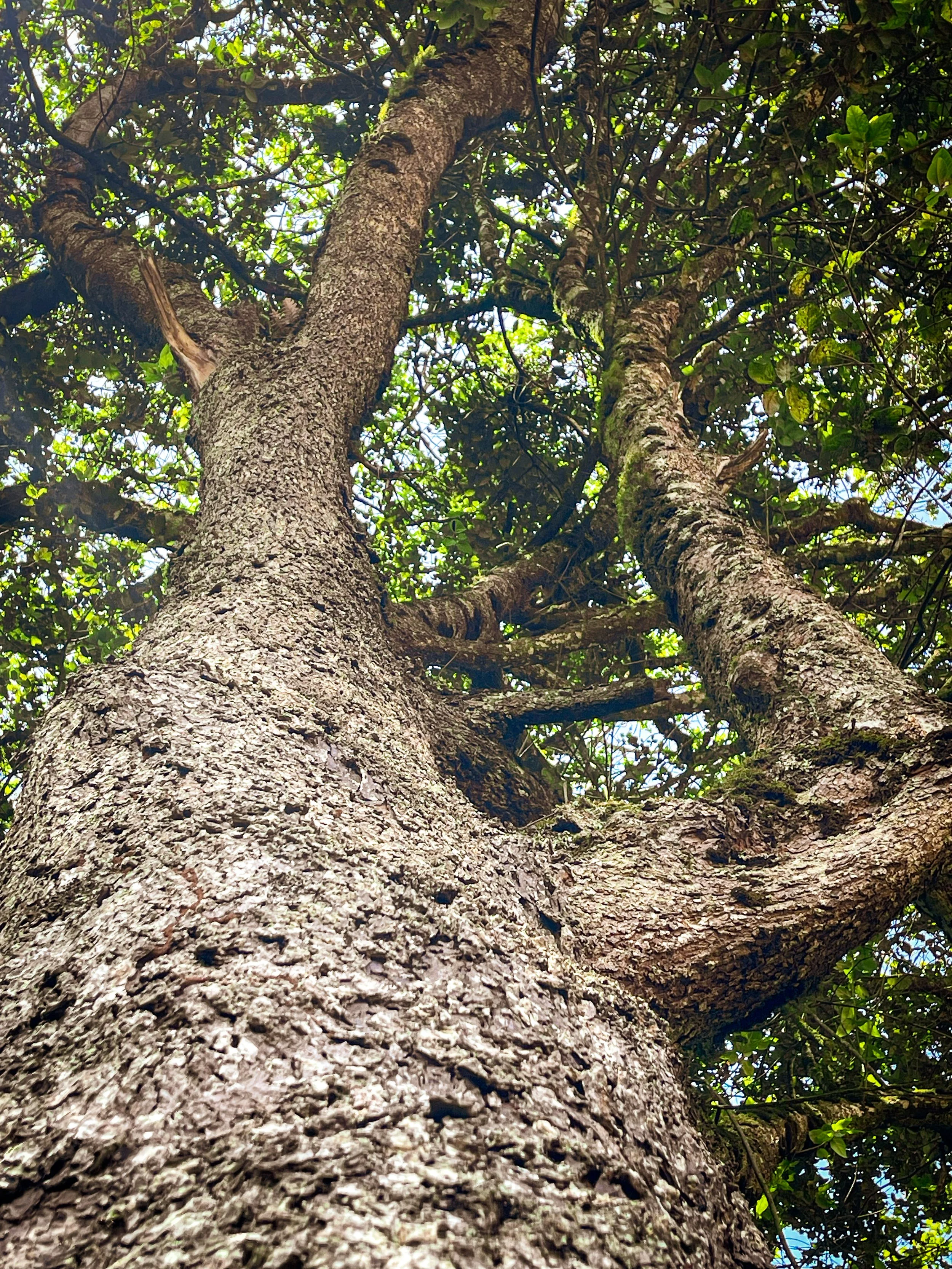 A old Camphor tree planted by International Tree Foundation 70 years ago