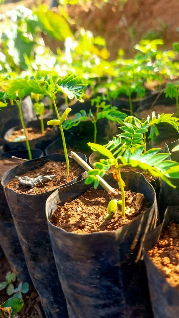 seedlings in pots