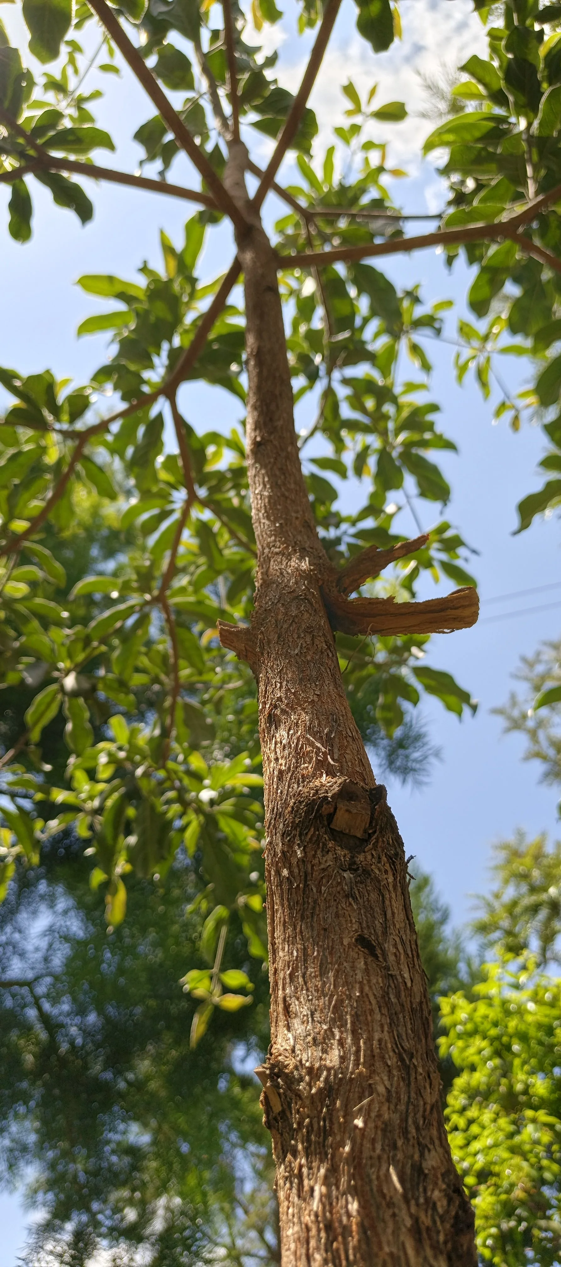The trees that need saving