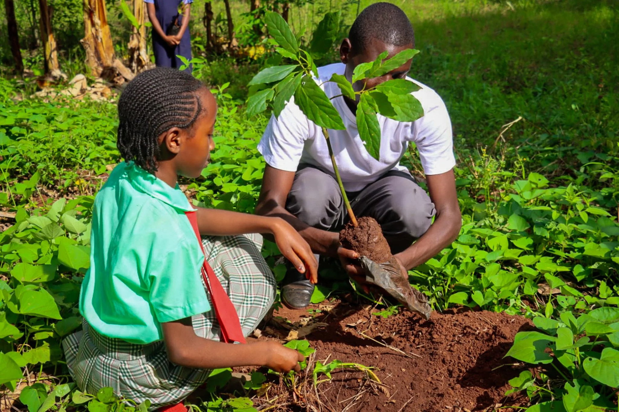 Adult and child plant a tree together