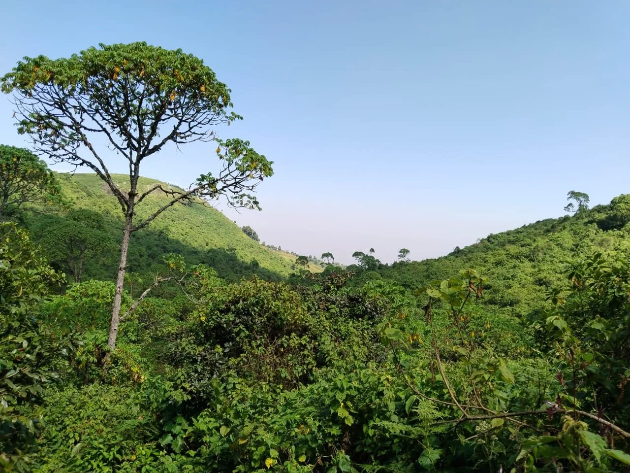 International Tree Foundation