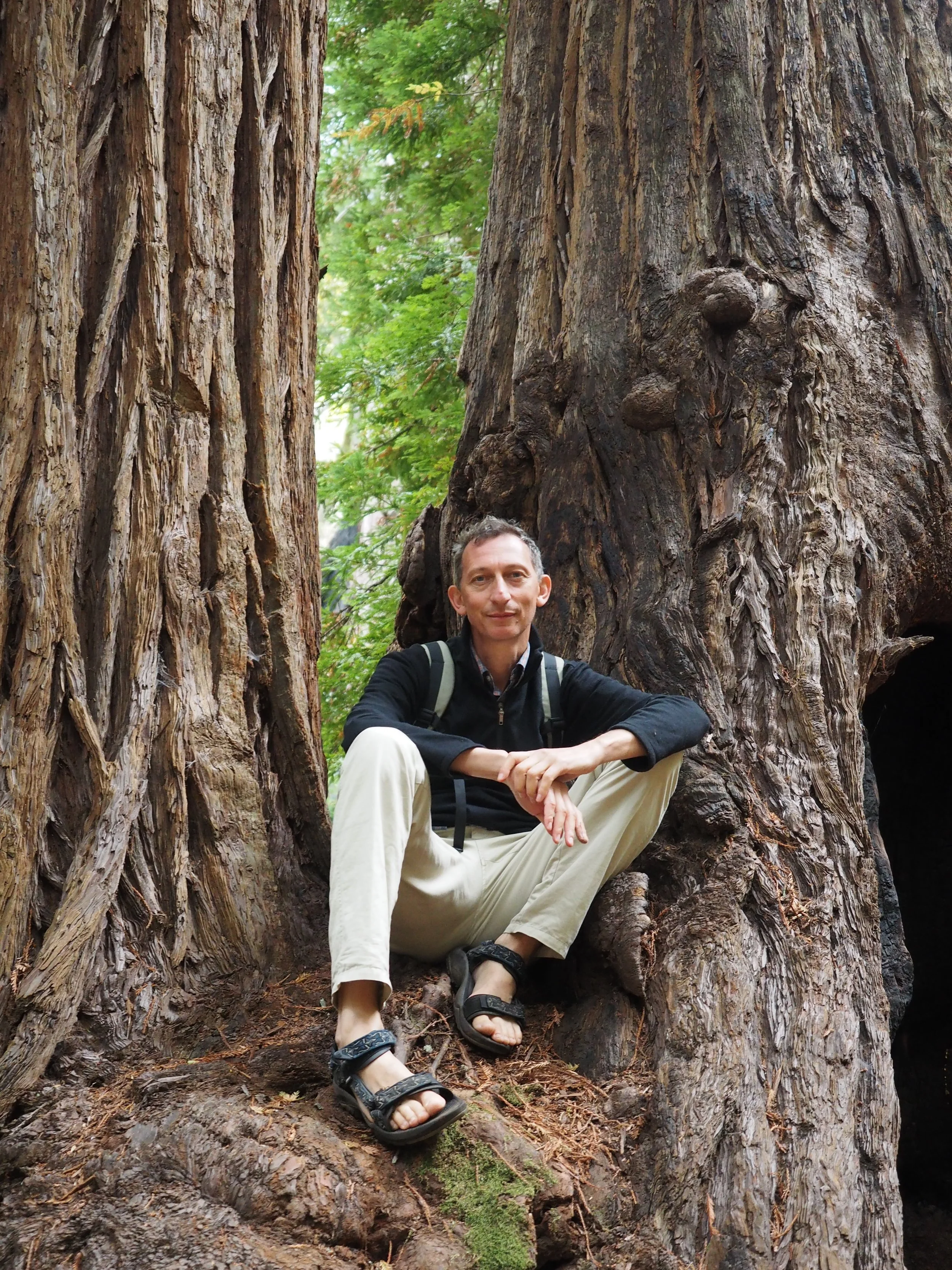 My favourite tree, Jonathan Drori