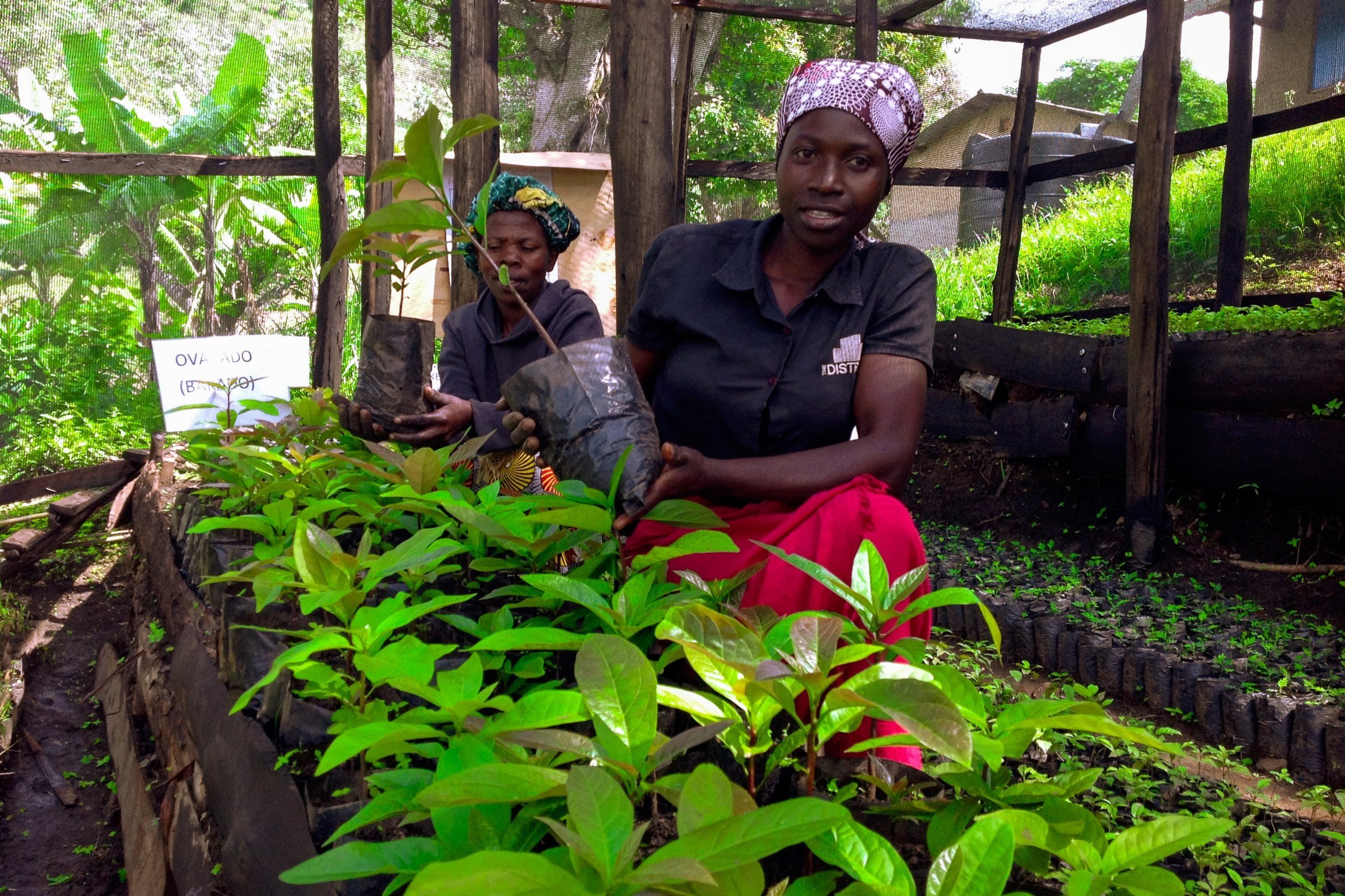 News — International Tree Foundation