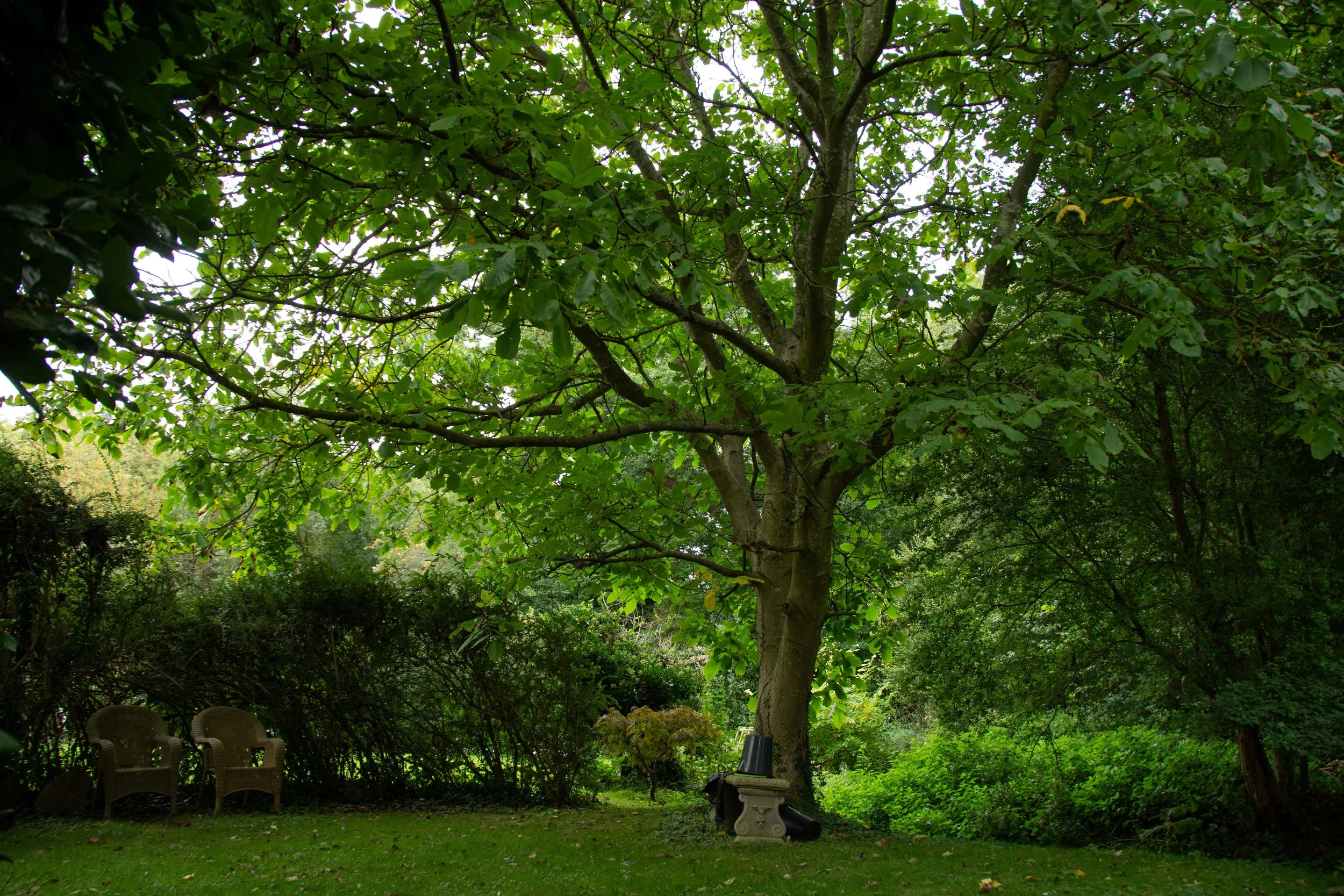 Looking after your tree — International Tree Foundation