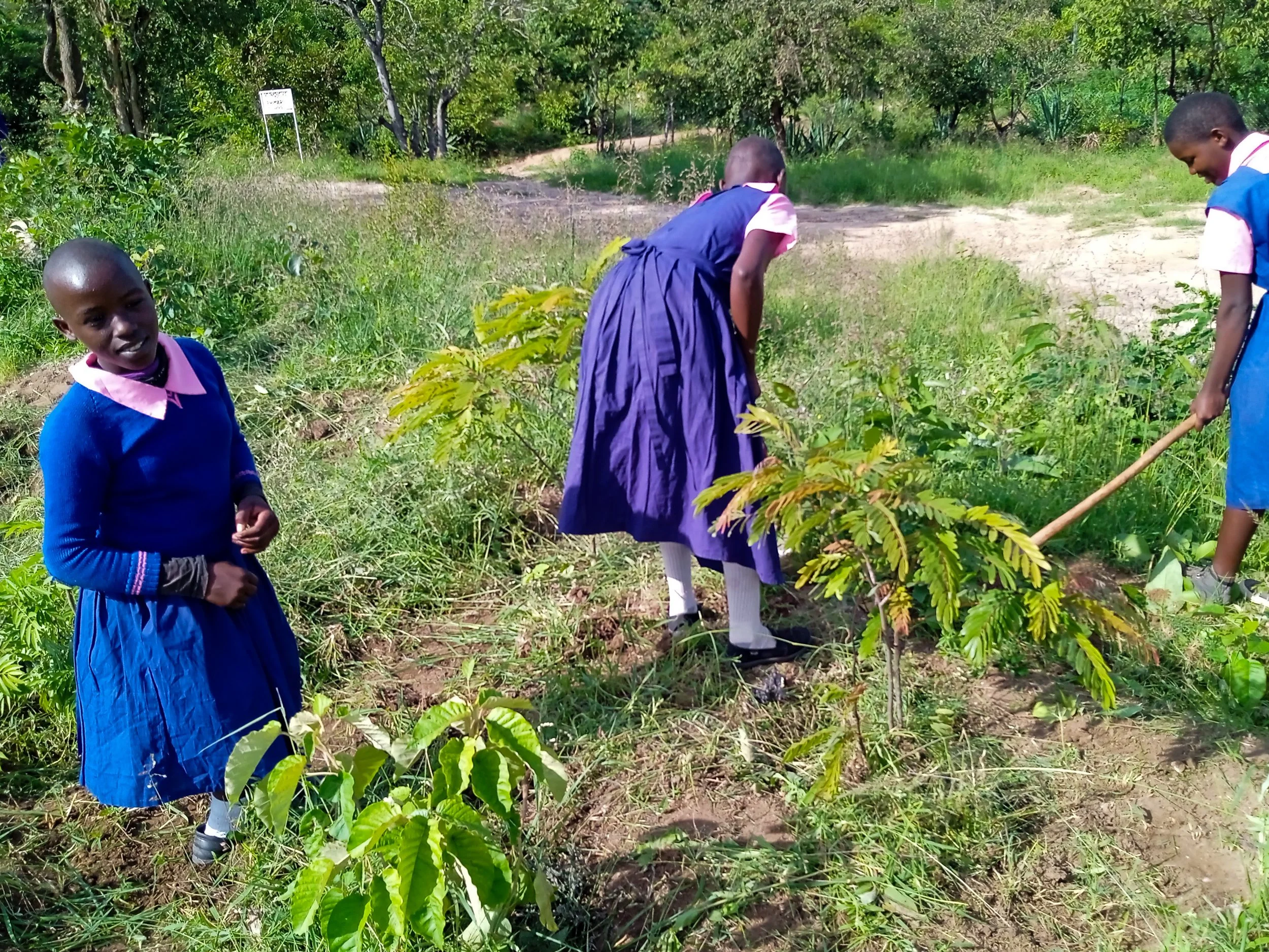 Planting A Tree For Miscarriage at Bryan Polley blog