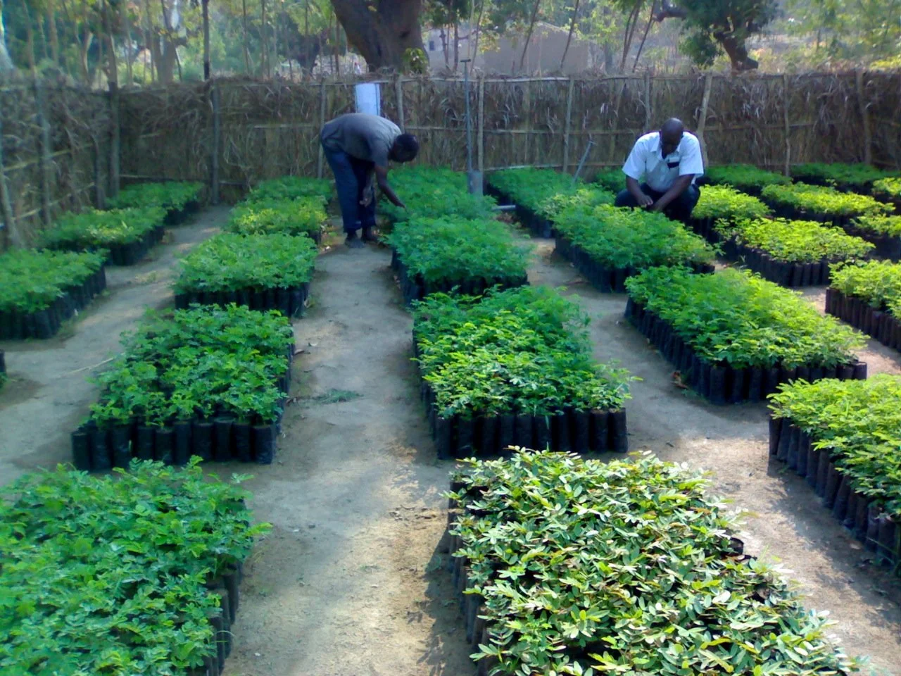 Neotree Malawi Malawi β News β International Tree Foundation