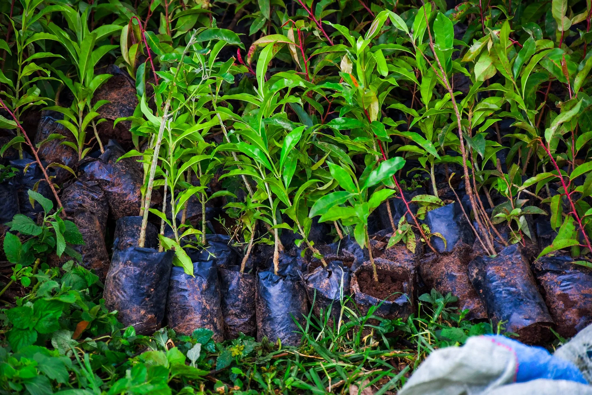 vibrant seedlings in soil lined up ready for planting
