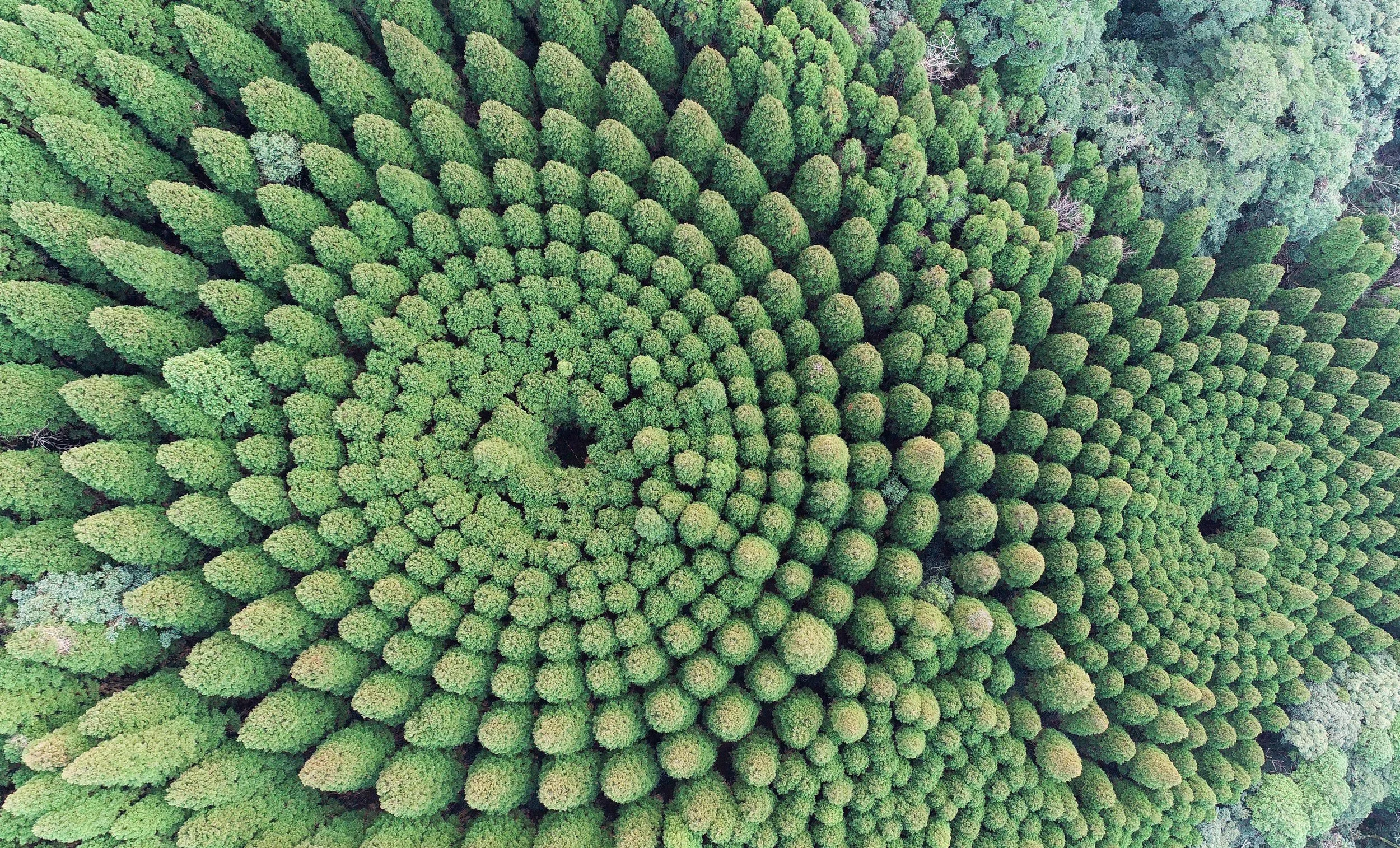 The gifts that forests bring to humanity