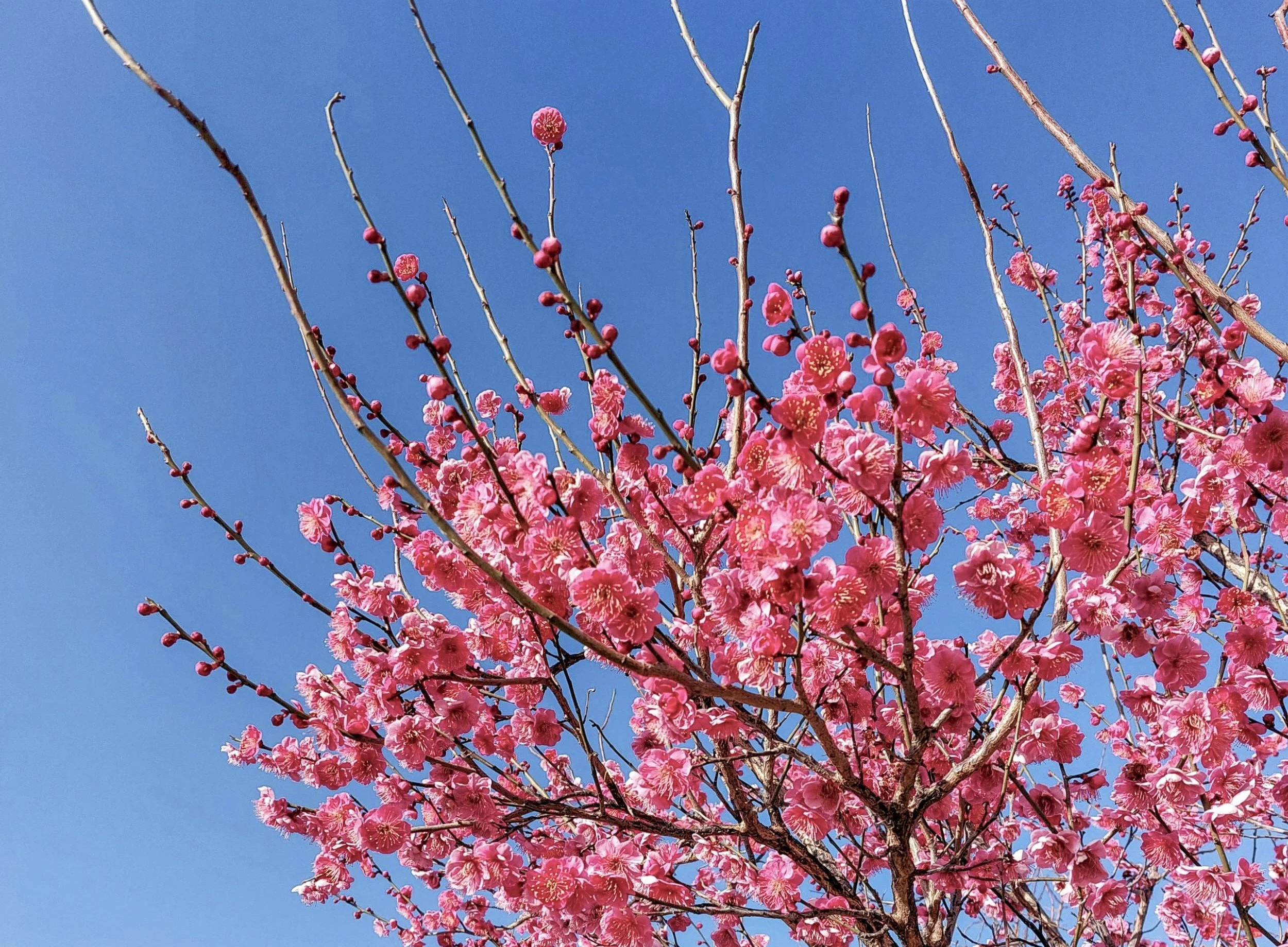 A pink blossom tree against a vivid blue February sky