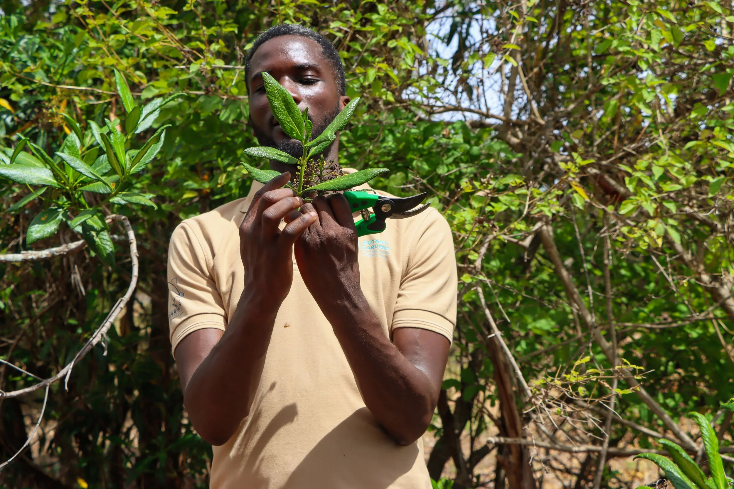 Man holds leaves and seeds which he is collecting to grow more trees