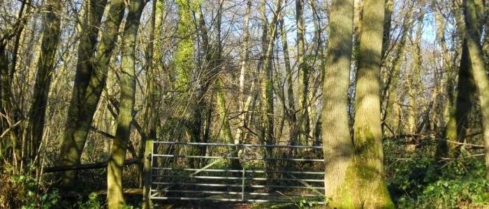 Coppicing in the Cwnbran Uplands — International Tree Foundation