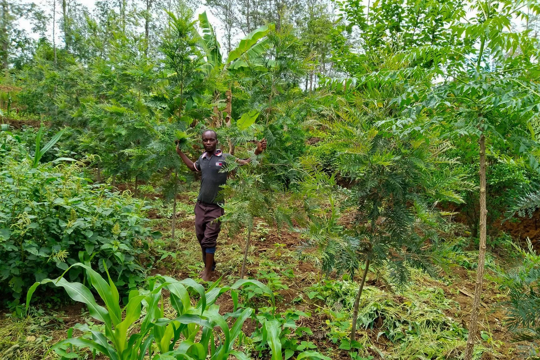 Planting trees to cultivate lasting change  International Tree Foundation