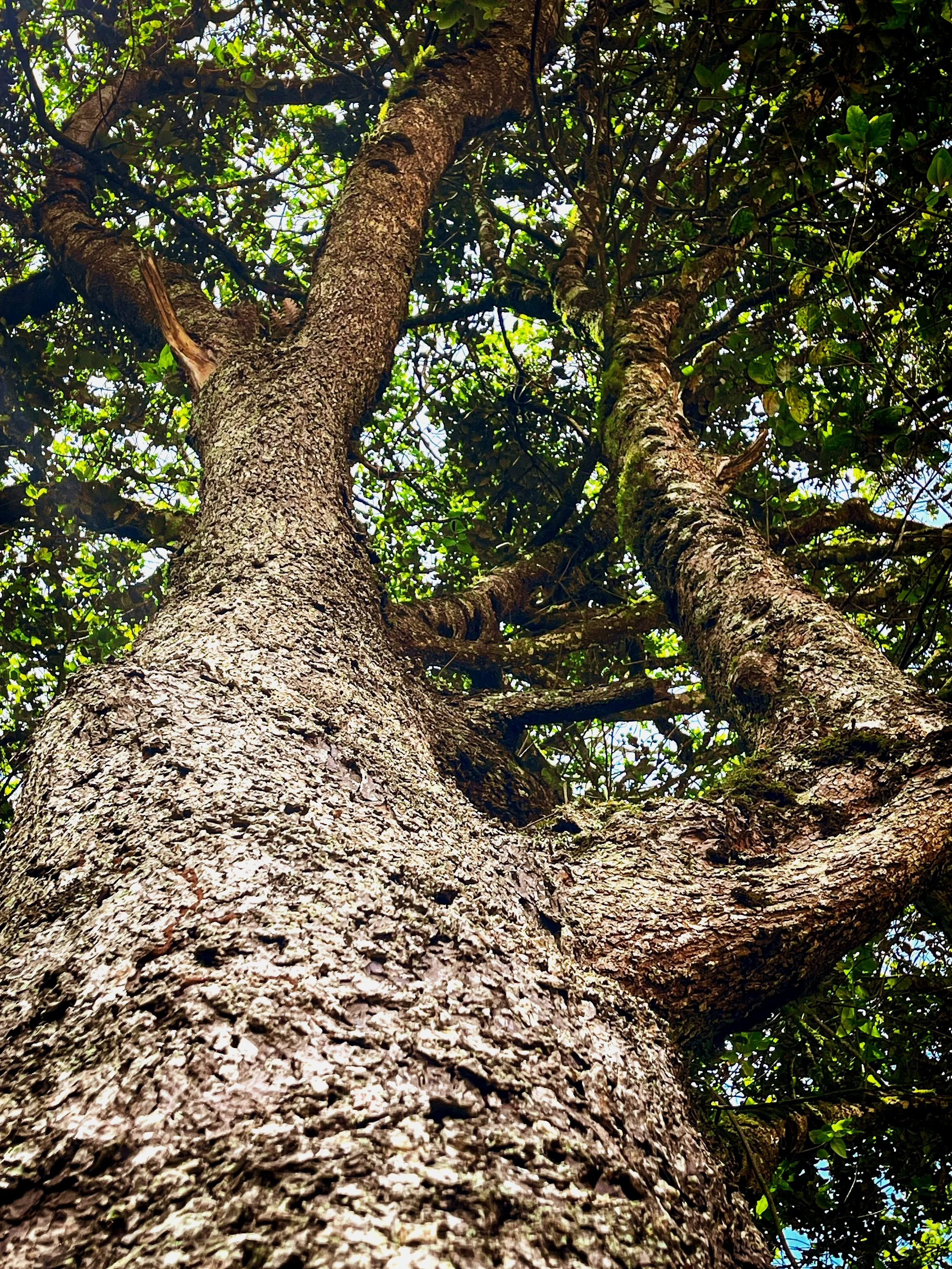 the canopy of a majestic camphor tree