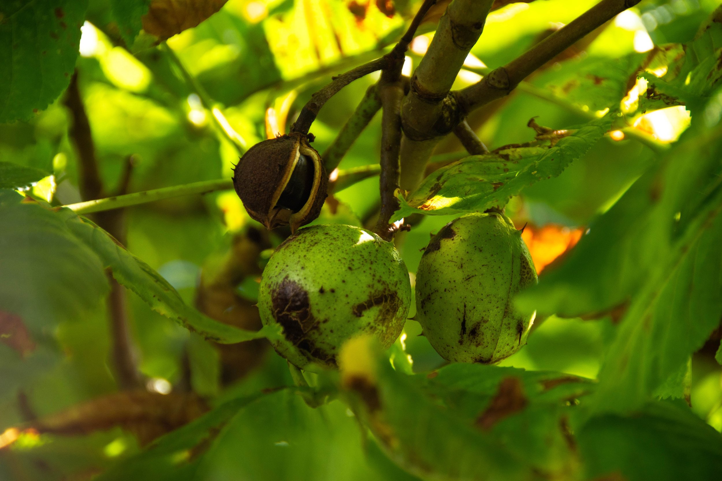 Season of splendour — International Tree Foundation