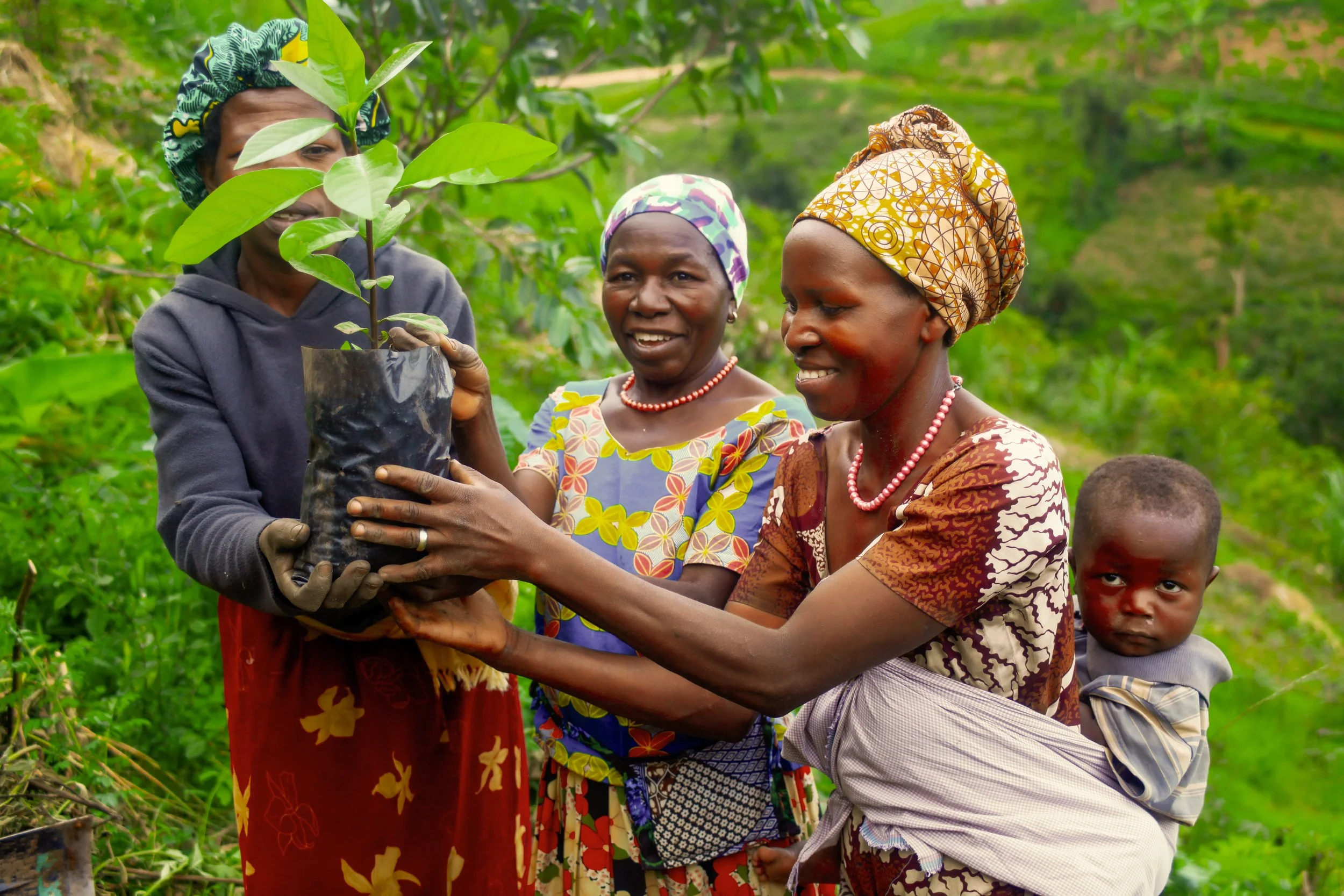 Uganda — International Tree Foundation