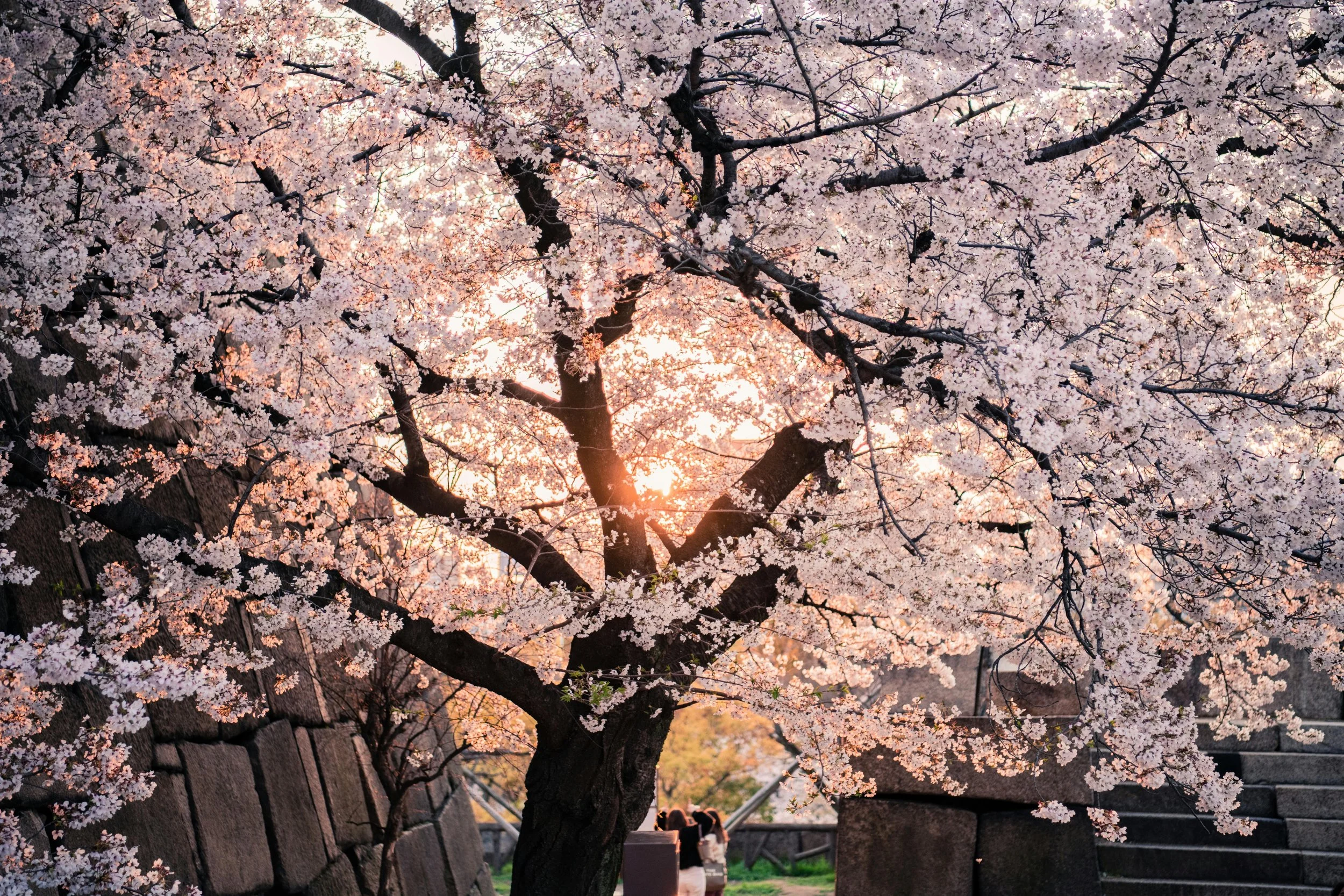 a beautiful pink blossom in full bloom against a setting sun