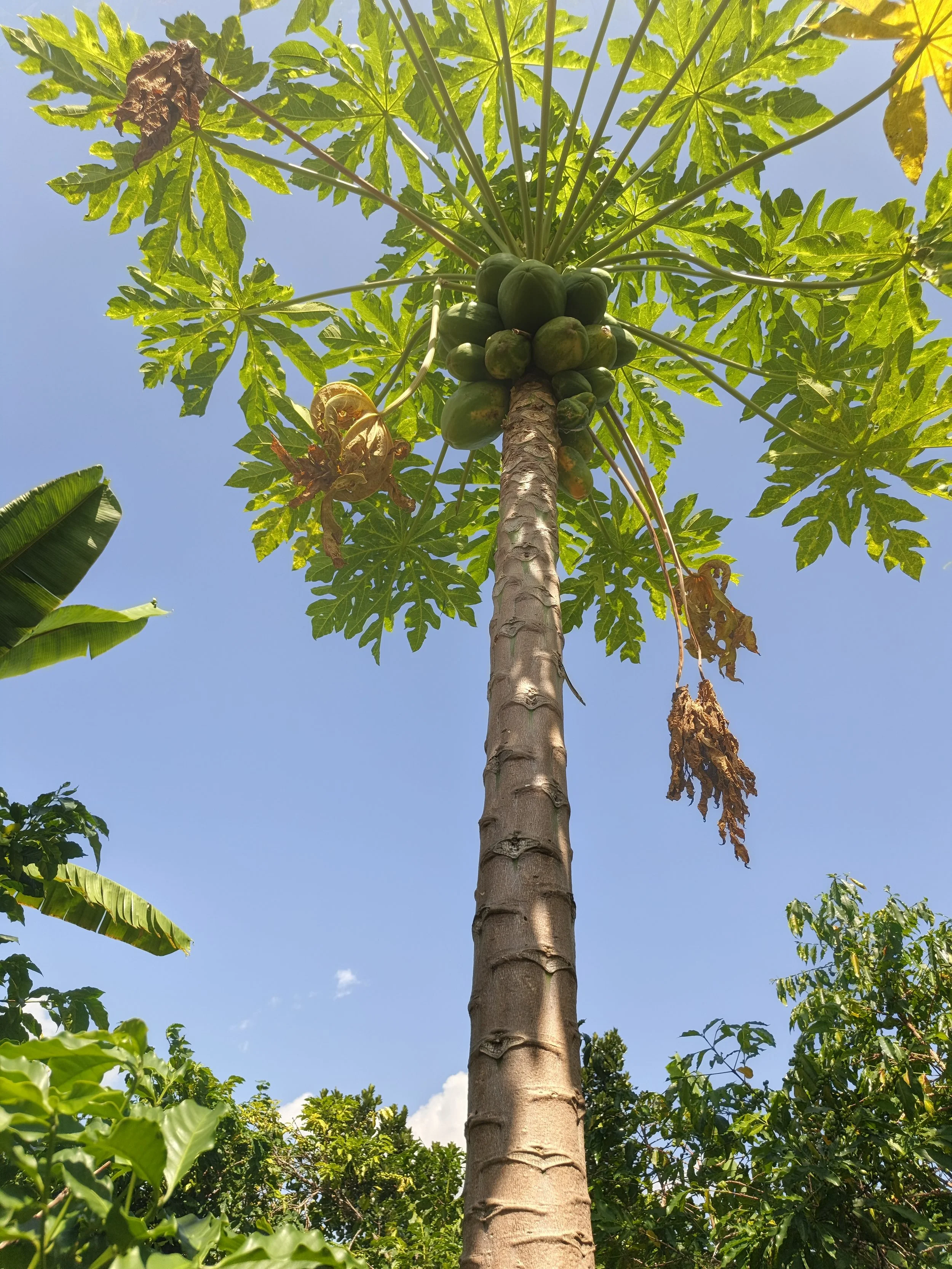bountiful harvest of pawpaw's growing on a young tree