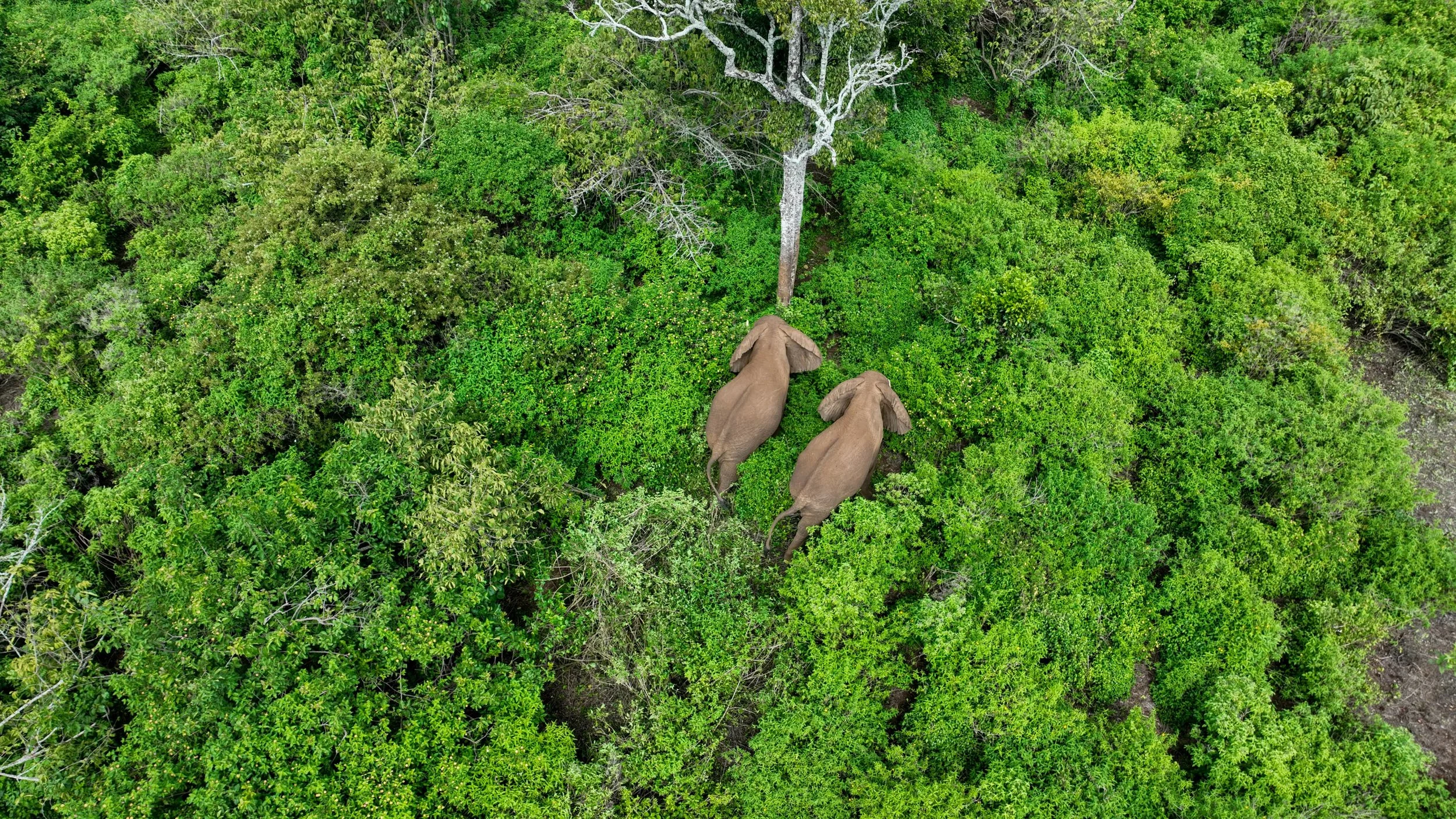 2 elephants walk together in a restored vibrant forest