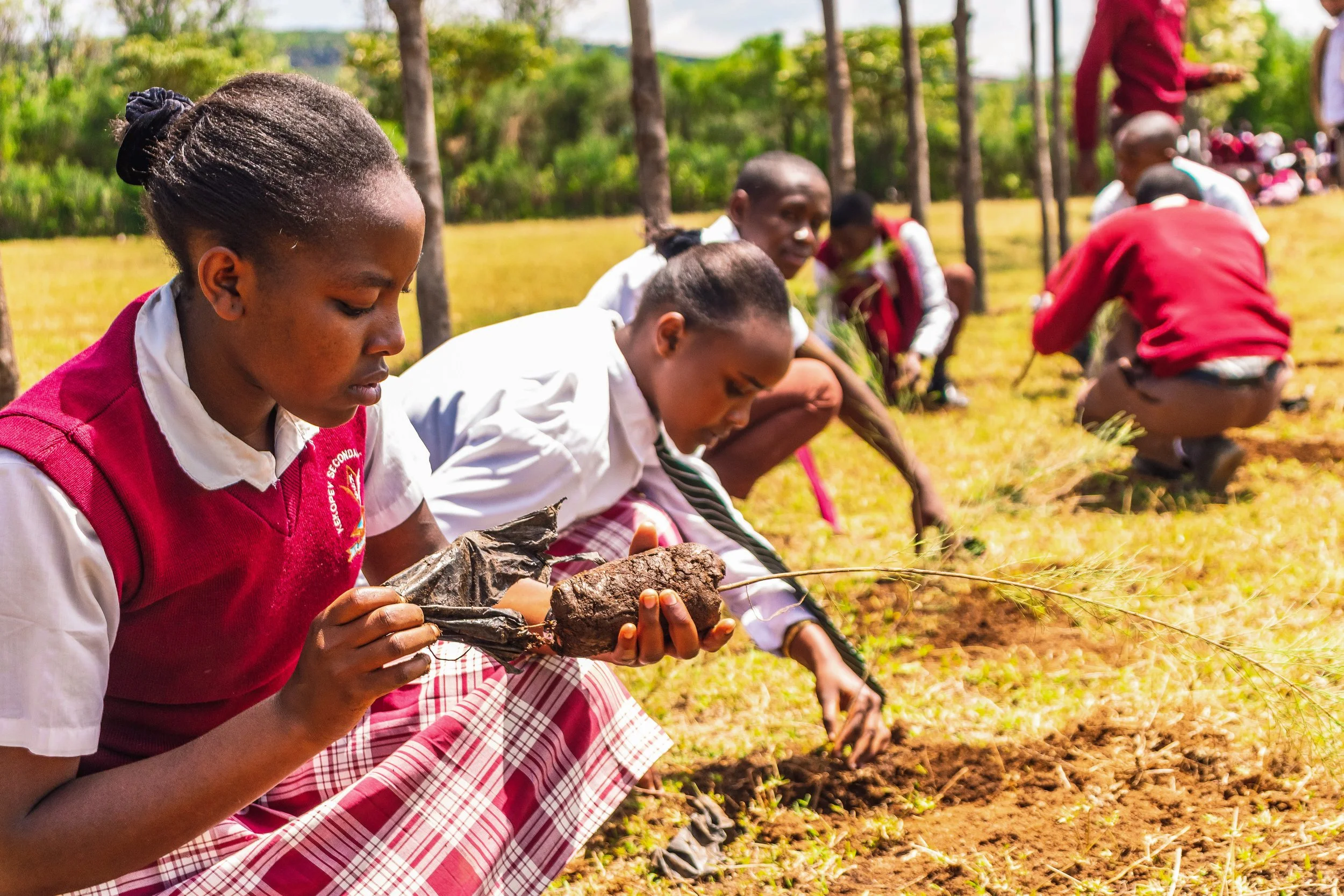 News — International Tree Foundation