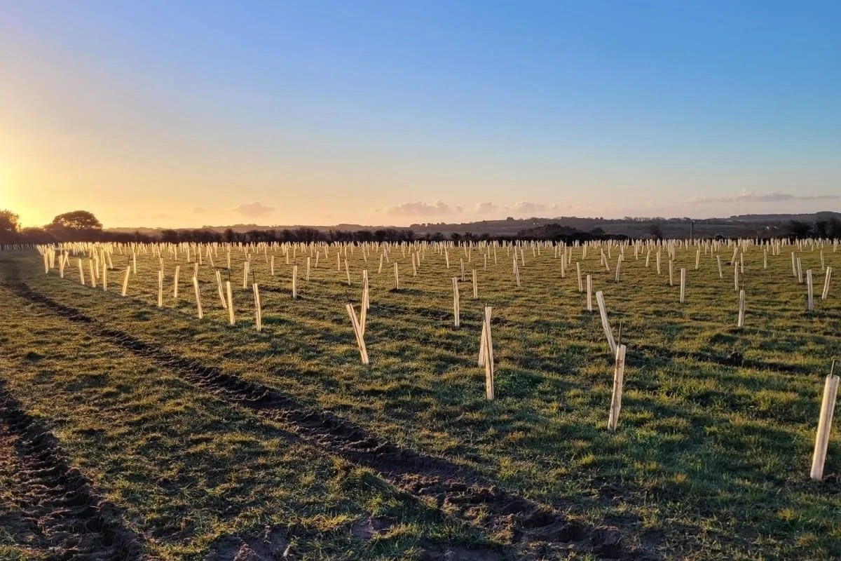 Young trees at sunset in Cornish restoration project
