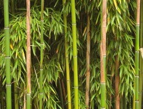 Burning Bamboo — International Tree Foundation
