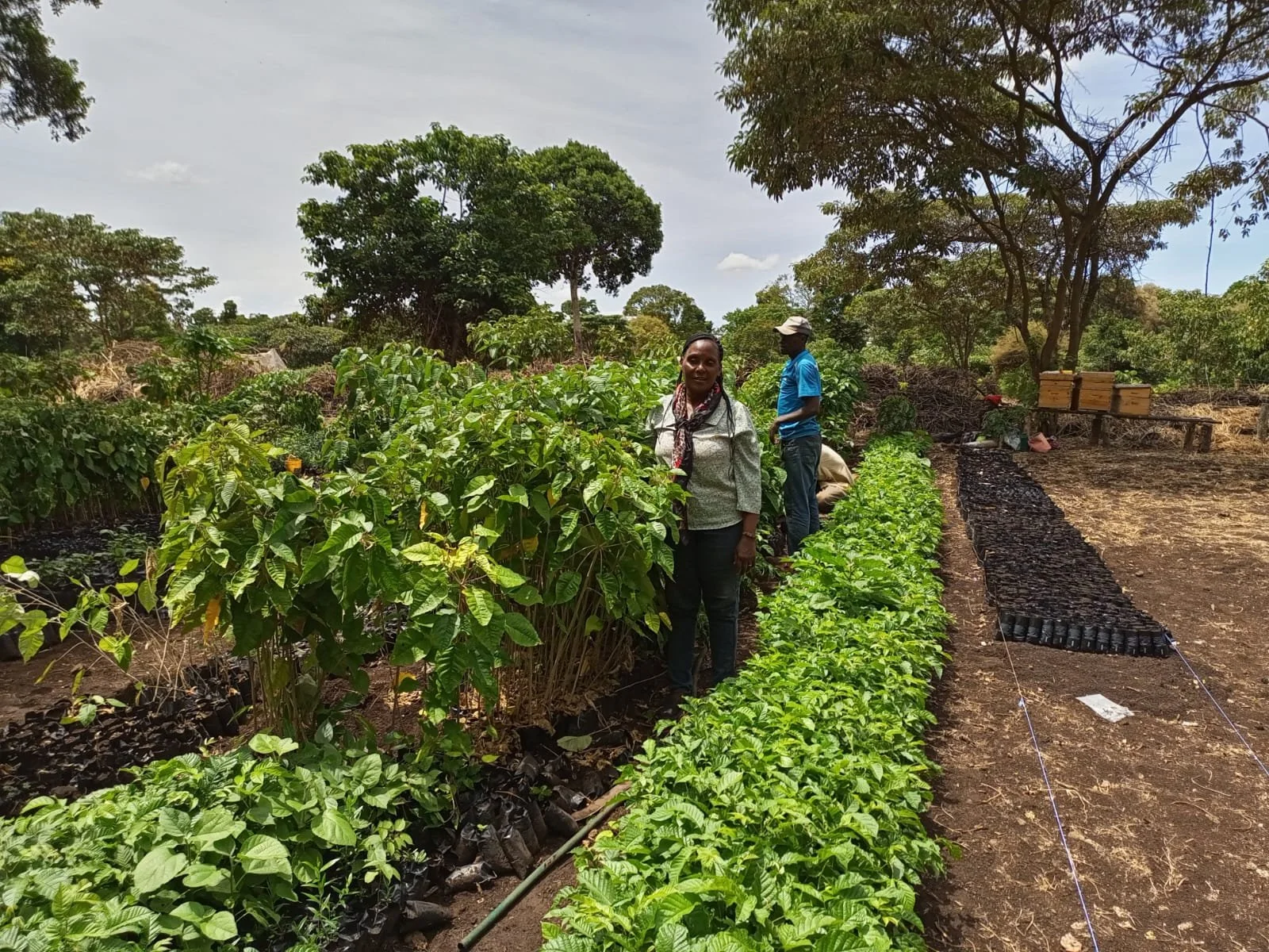 International Tree Foundation