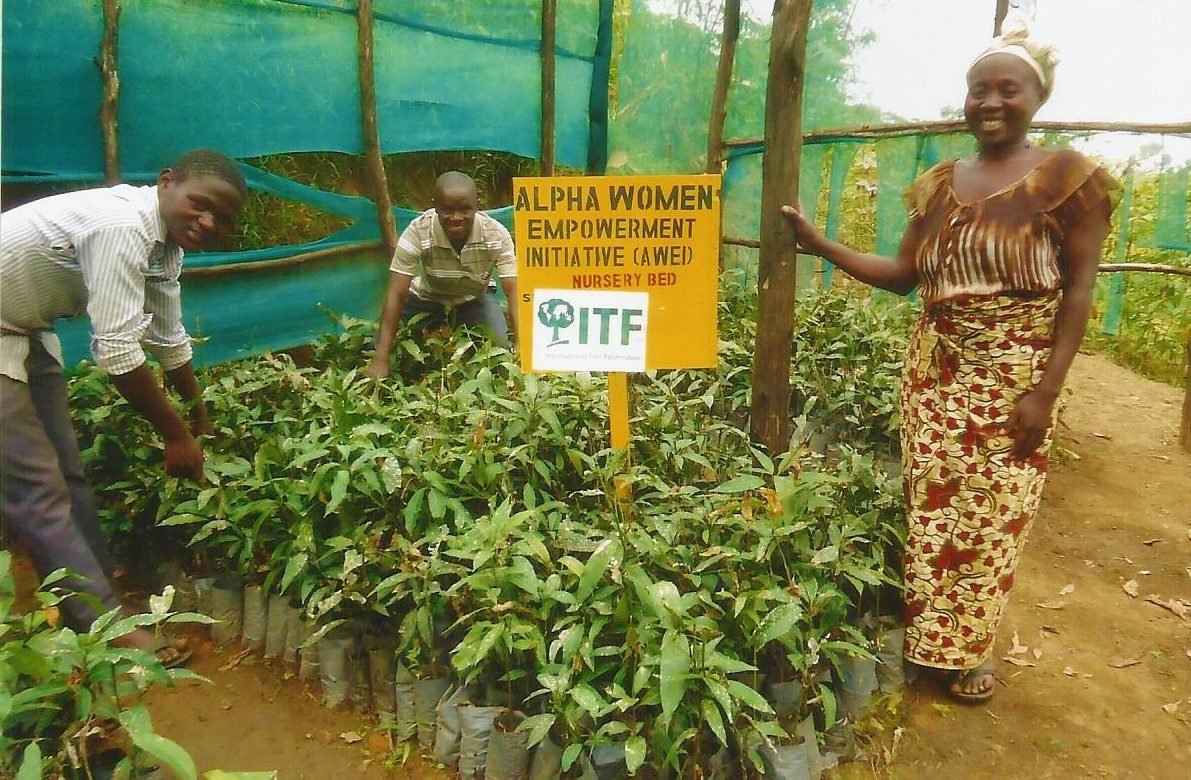 Grafting mangoes for selfsufficiency and environmental sustainability