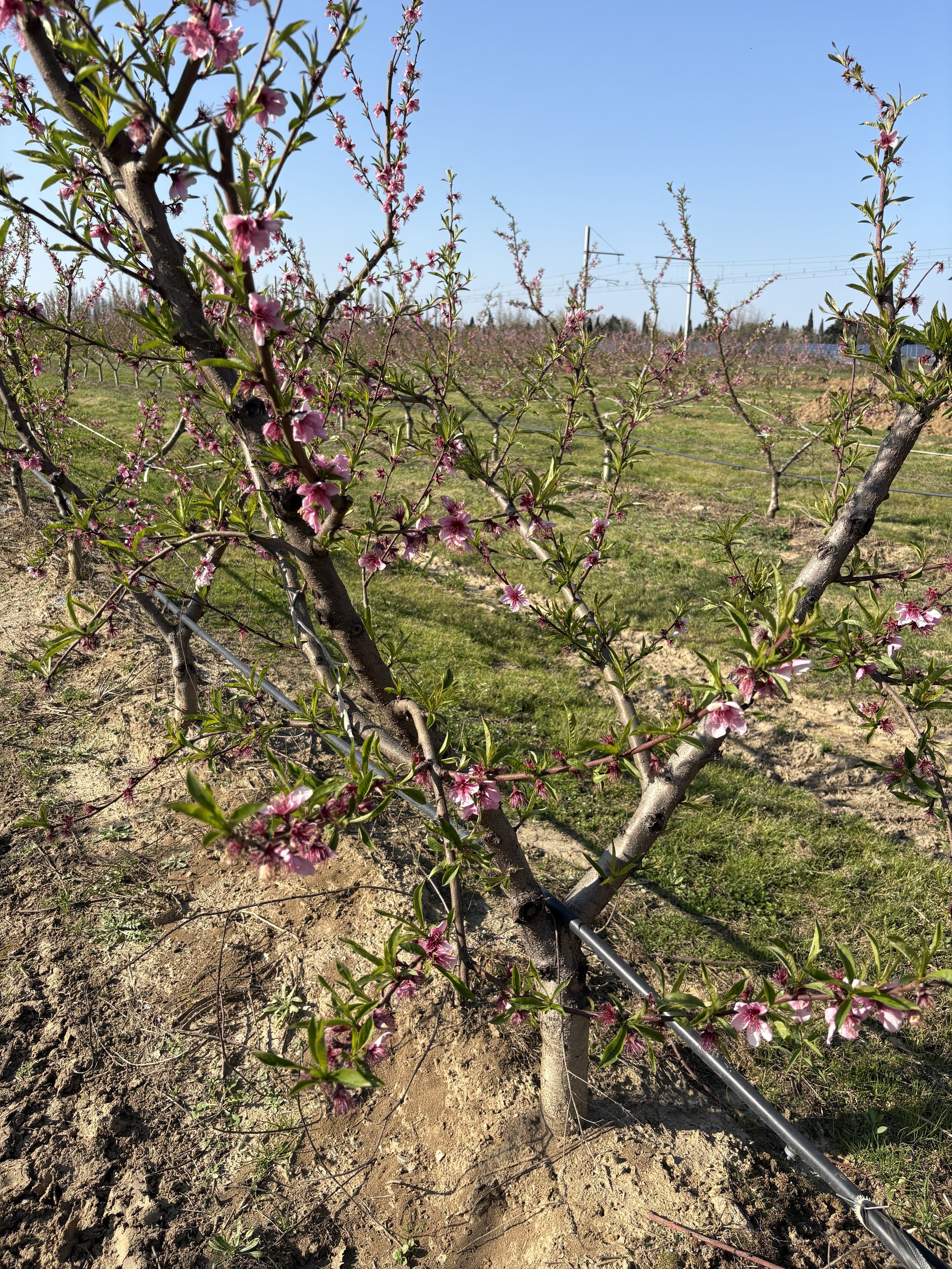 L’irrigant et le Préfet (fable)