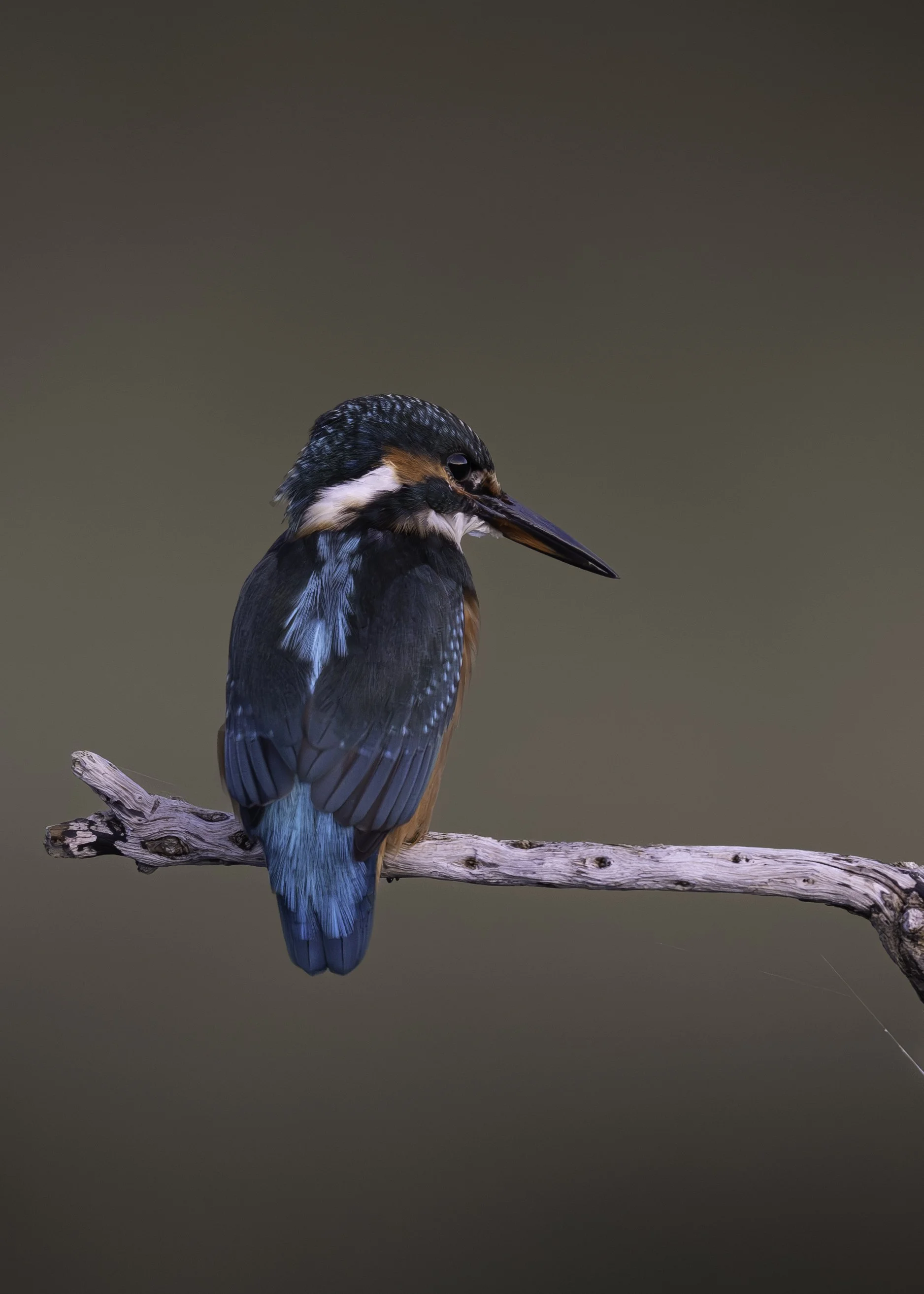 A kingfisher bird perched on a narrow, weathered branch against a neutral background.