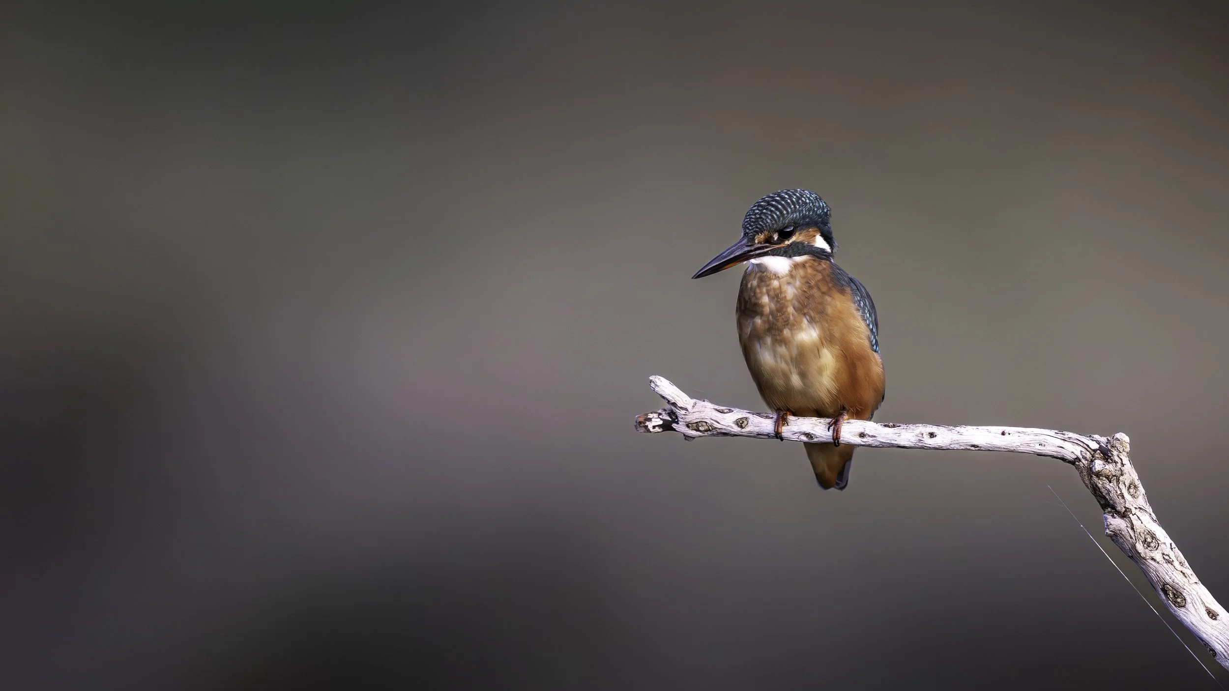 A kingfisher bird with blue and orange feathers perched on a thin, curved, weathered branch against a blurred neutral background.
