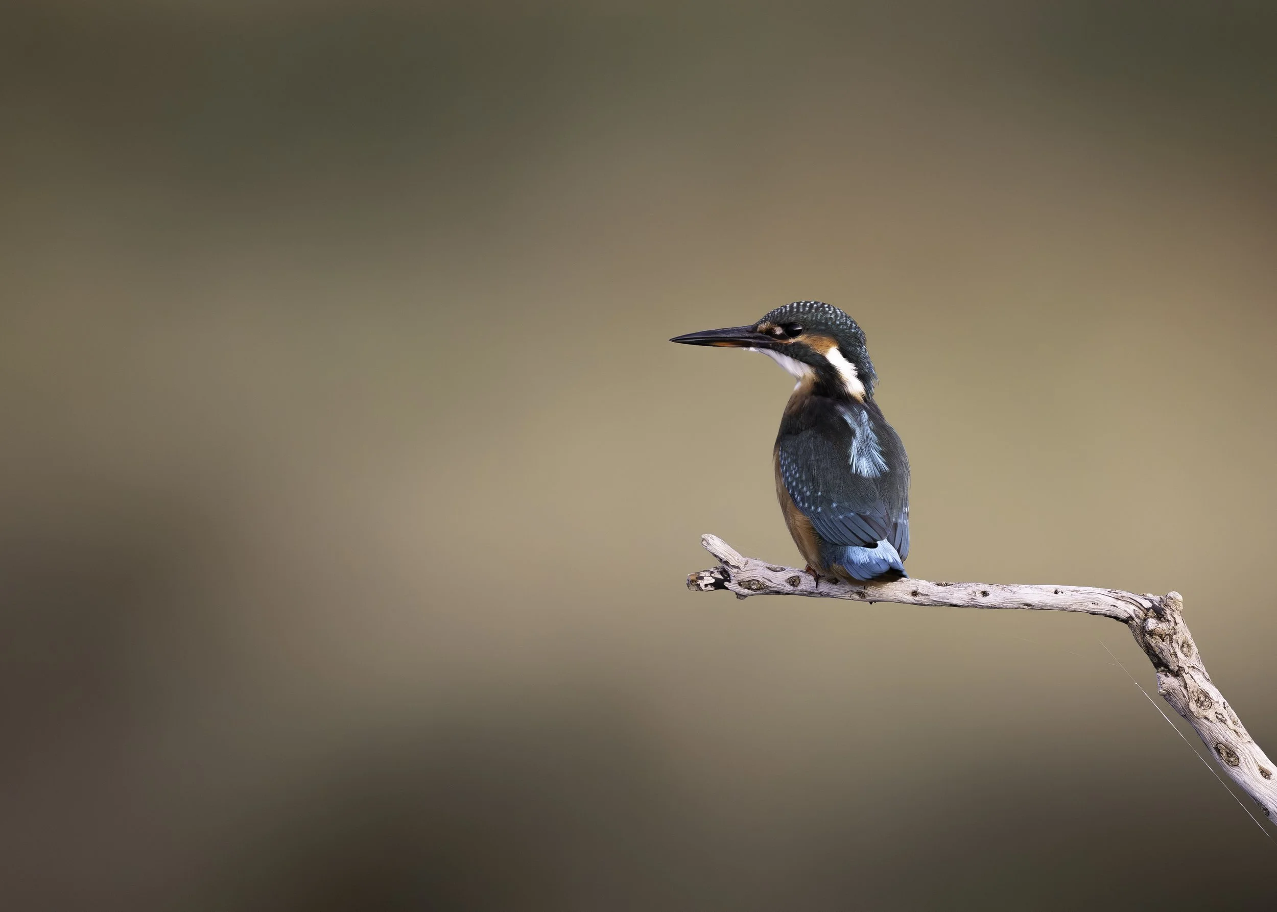 A colorful kingfisher bird perched on a thin, weathered branch against a blurred, neutral background.