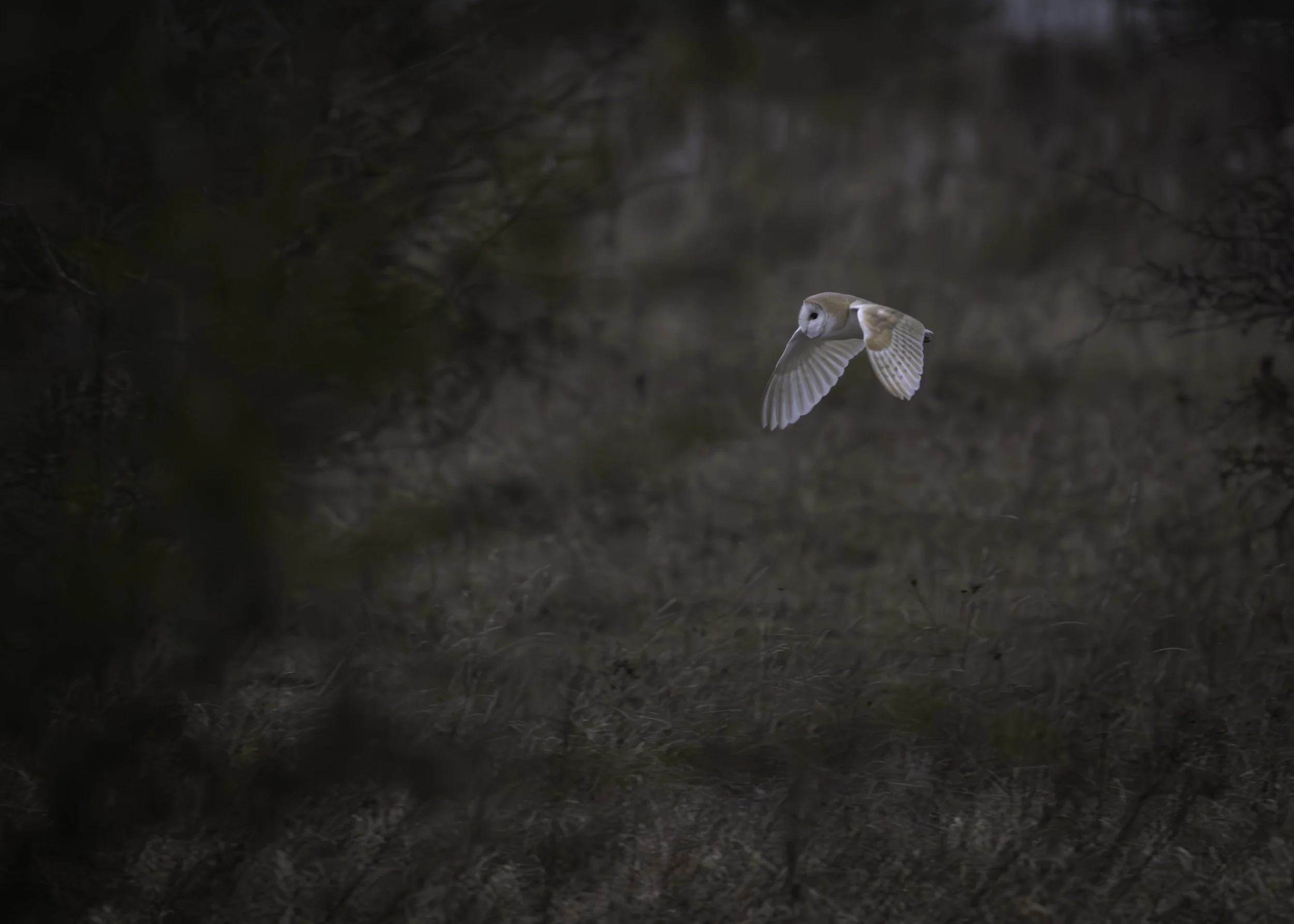 A white owl with brown markings flying over a wooded area.
