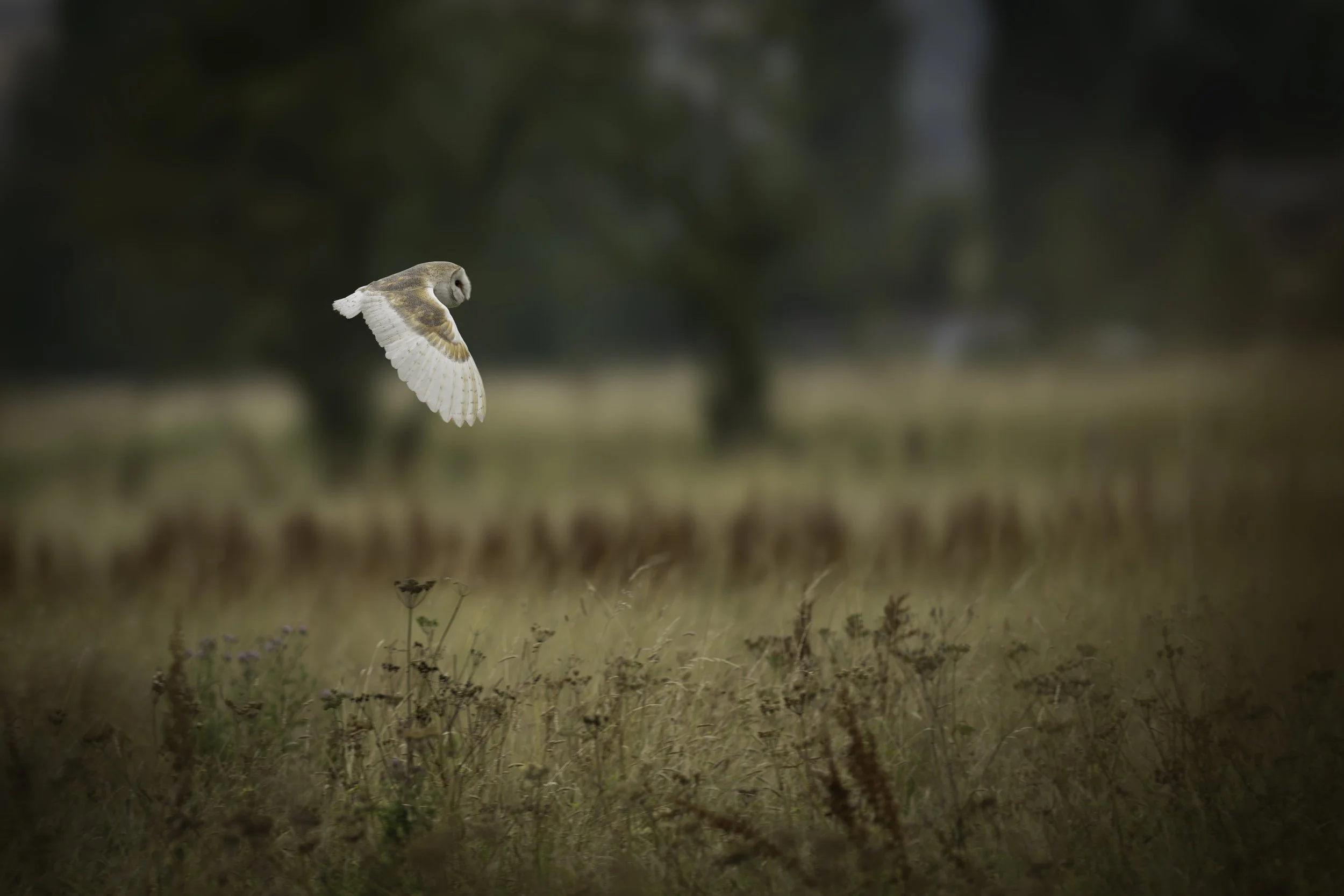 My Story: the Barn Owl