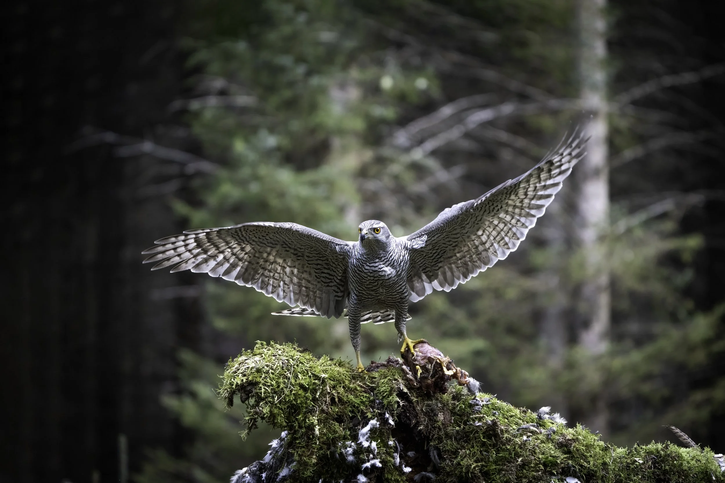 The Goshawk