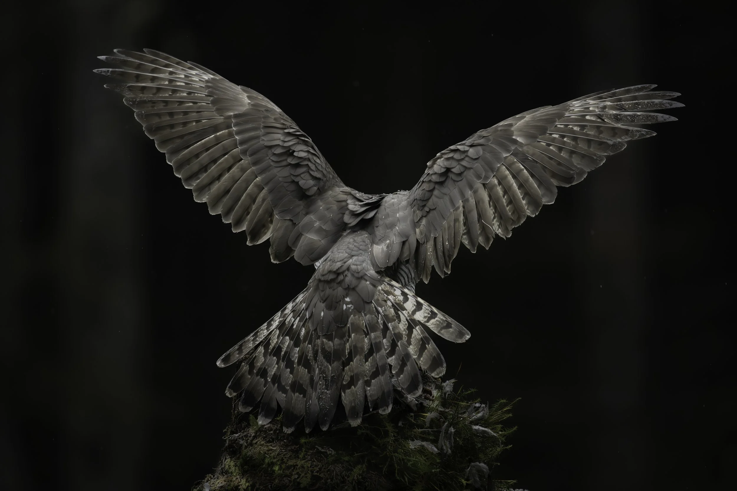 My Story: the Goshawk