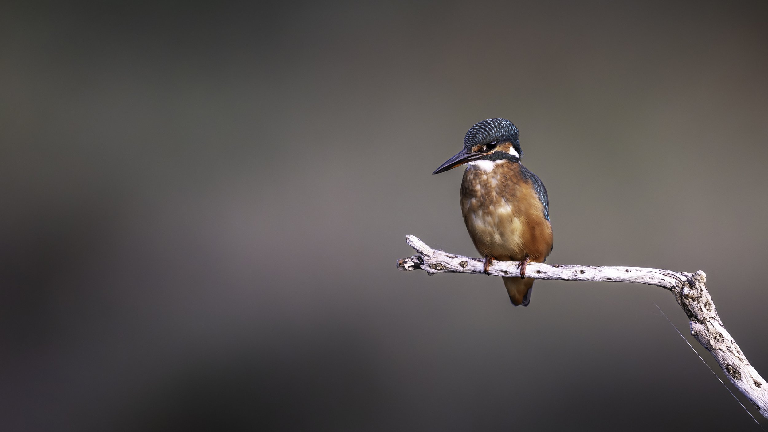 My Story: The Kingfisher