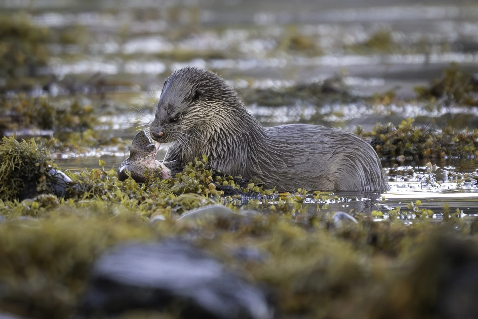 My Story: Otters