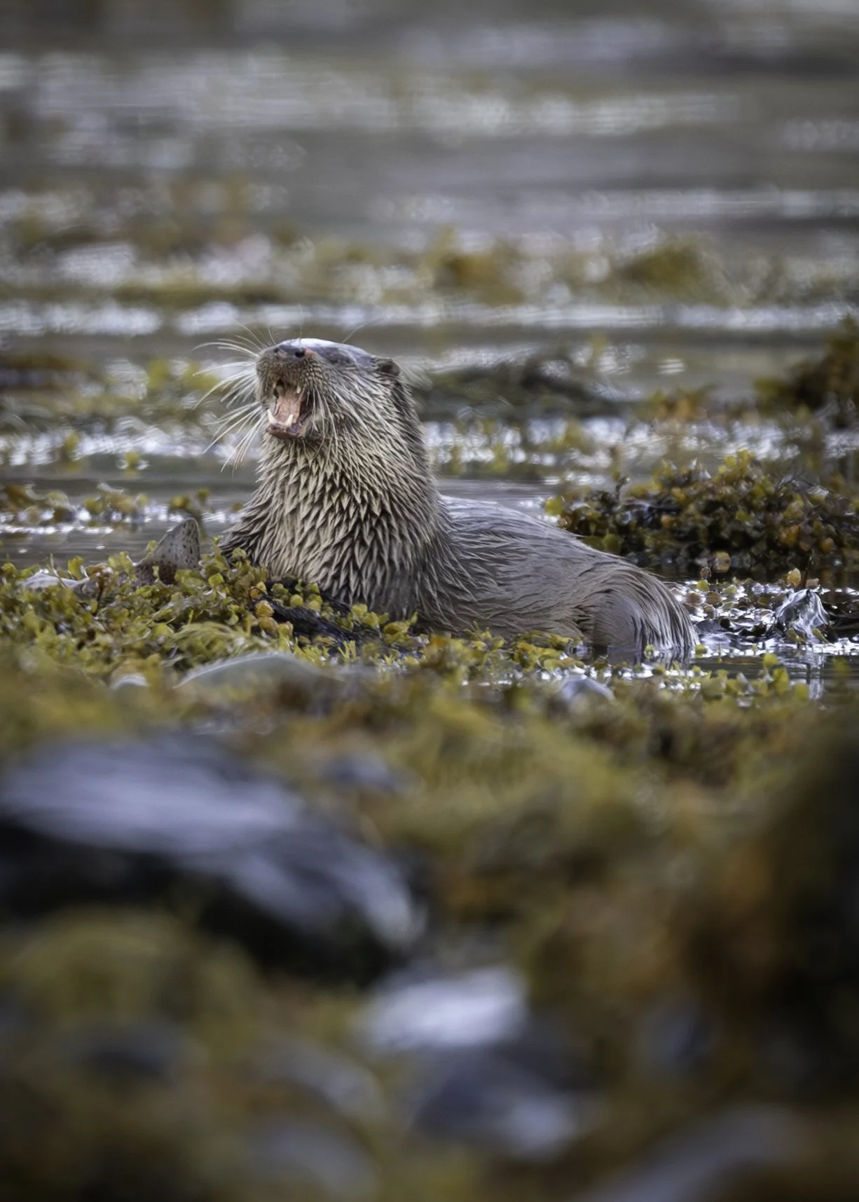 The Otter