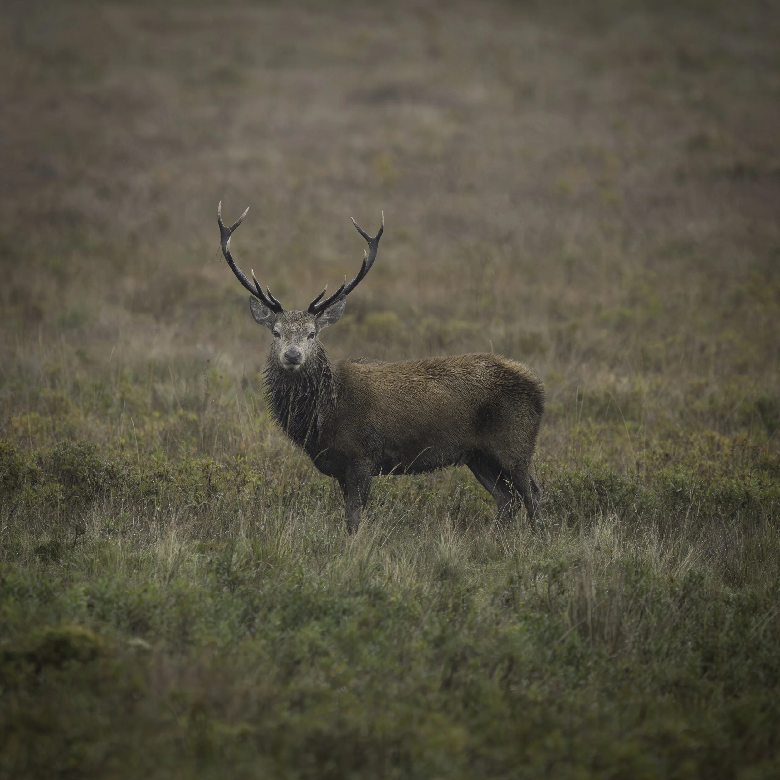 A deer with antlers standing in a grassy field with a blurred background.