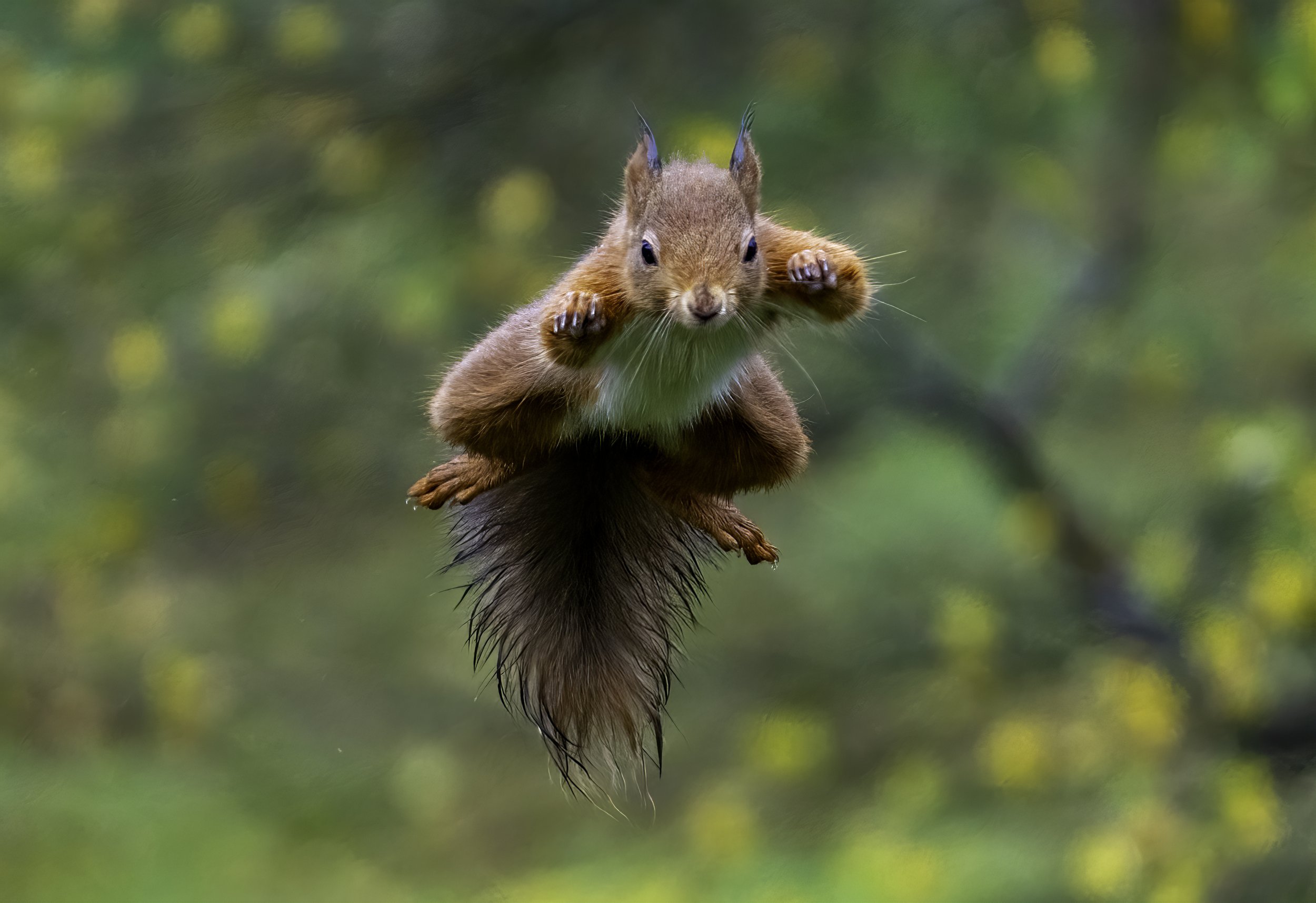 My Story: Red Squirrels