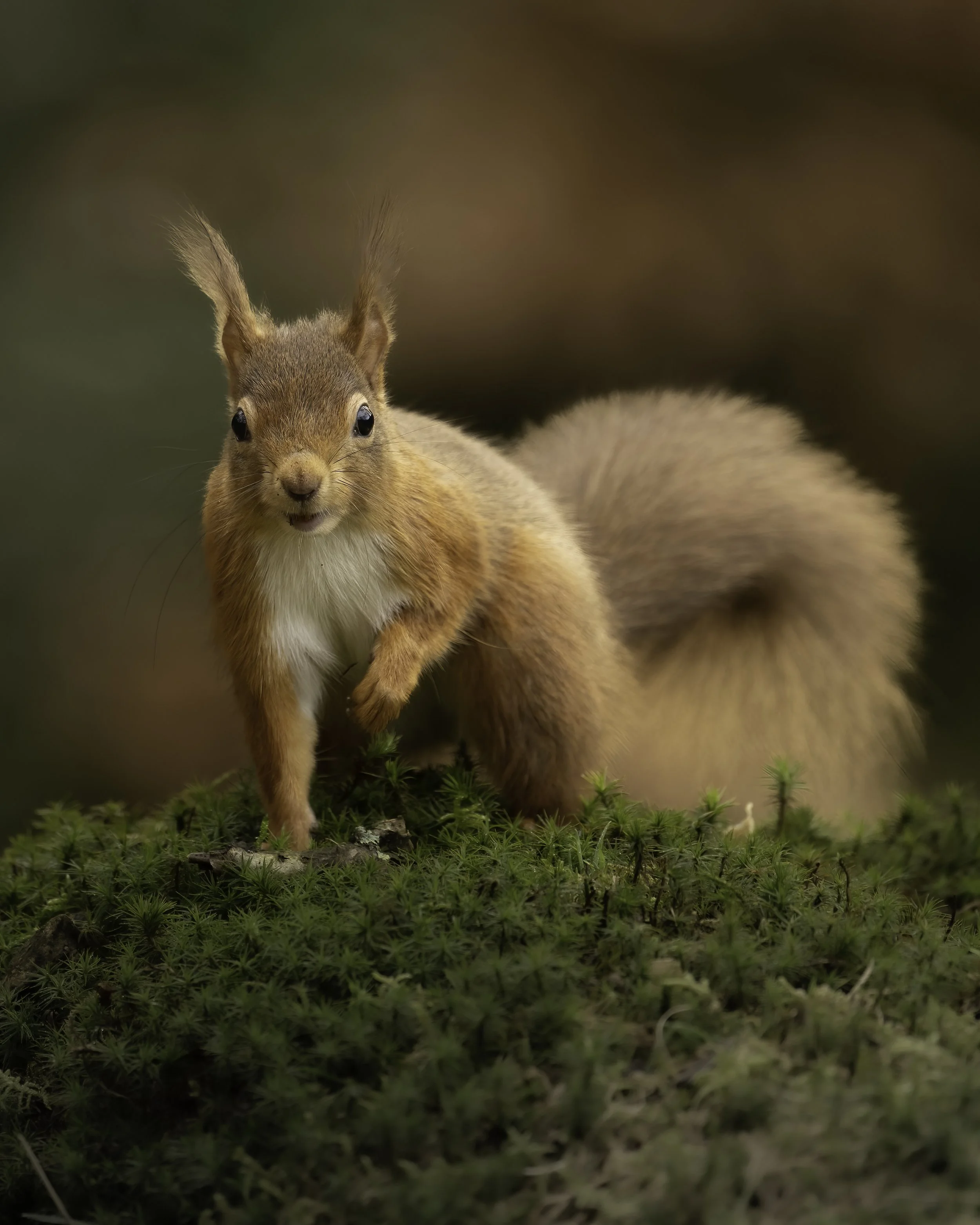 Red Squirrels
