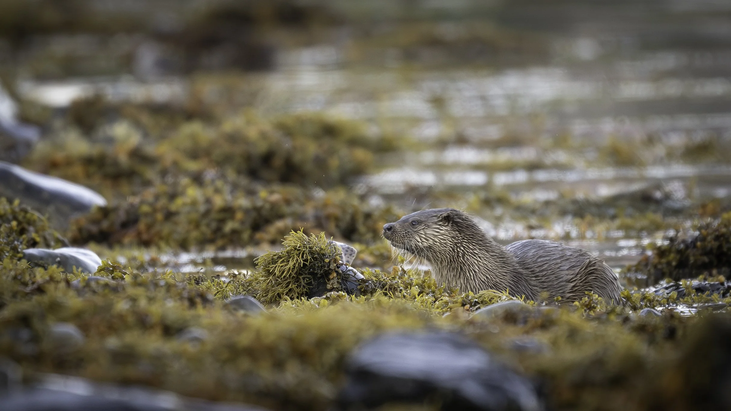 An otter lying on a rocky and seaweed-covered shoreline near the water's edge.