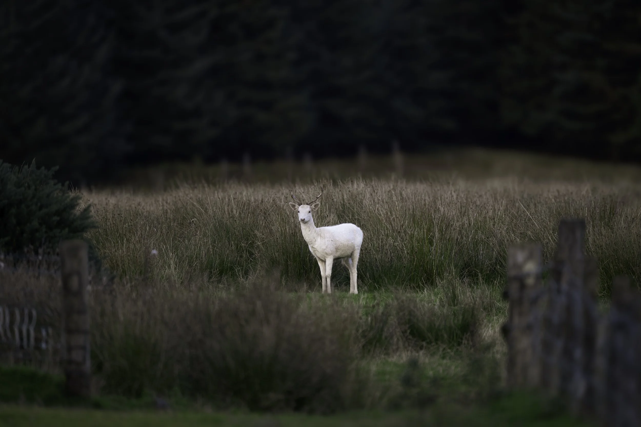 A white deer standing in a grassy field with a dense dark forest in the background.