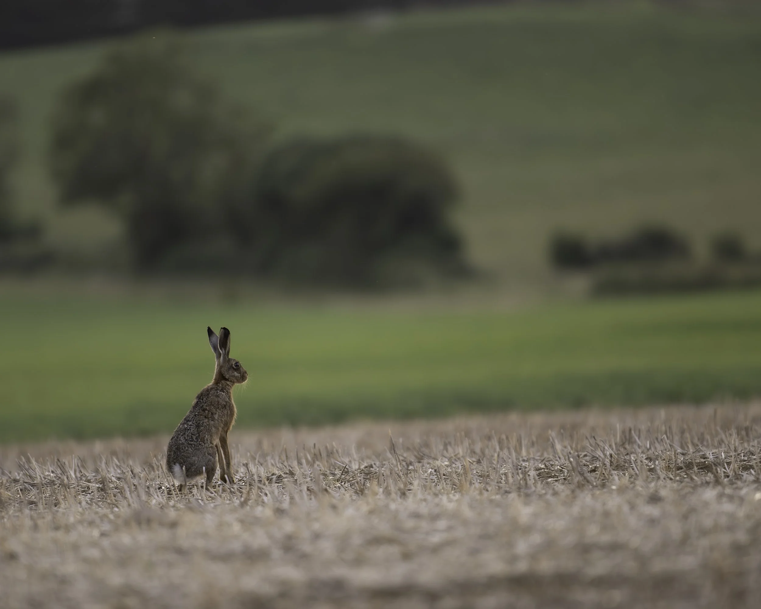 A rabbit standing upright in a field of straw, with a blurred background of trees and cloudy sky.