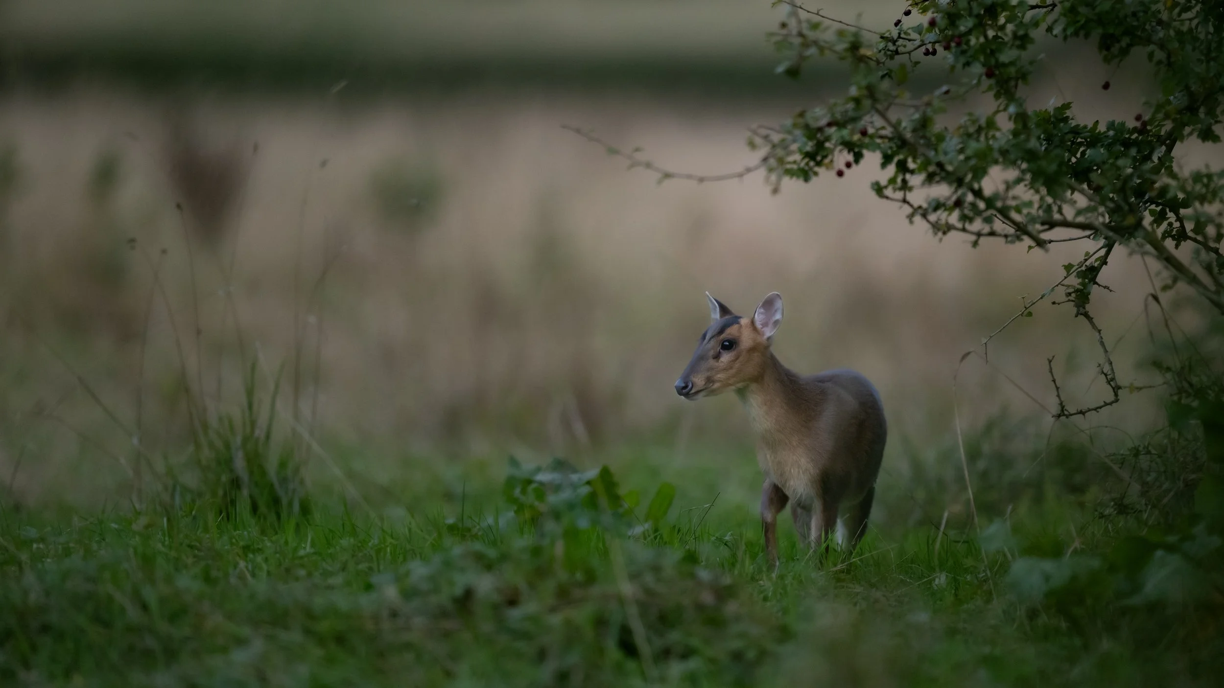 A deer standing on the grass near bushes in a natural outdoor setting during daytime.
