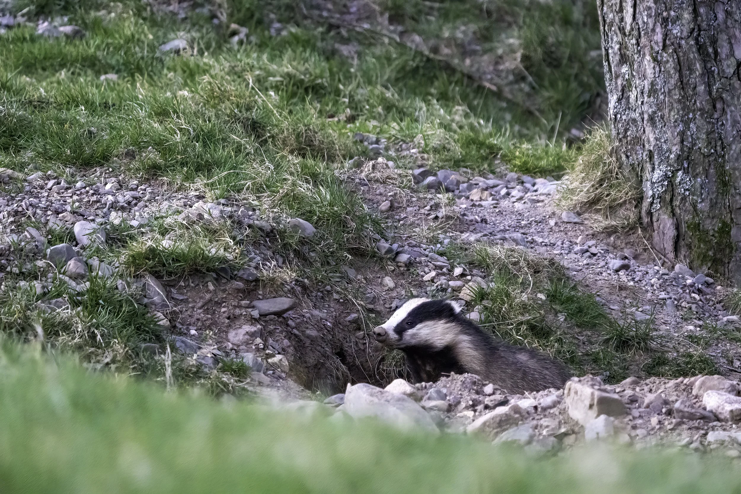 A dog with black and white fur is lying on the ground near a tree, surrounded by grass and rocks in a forest setting.